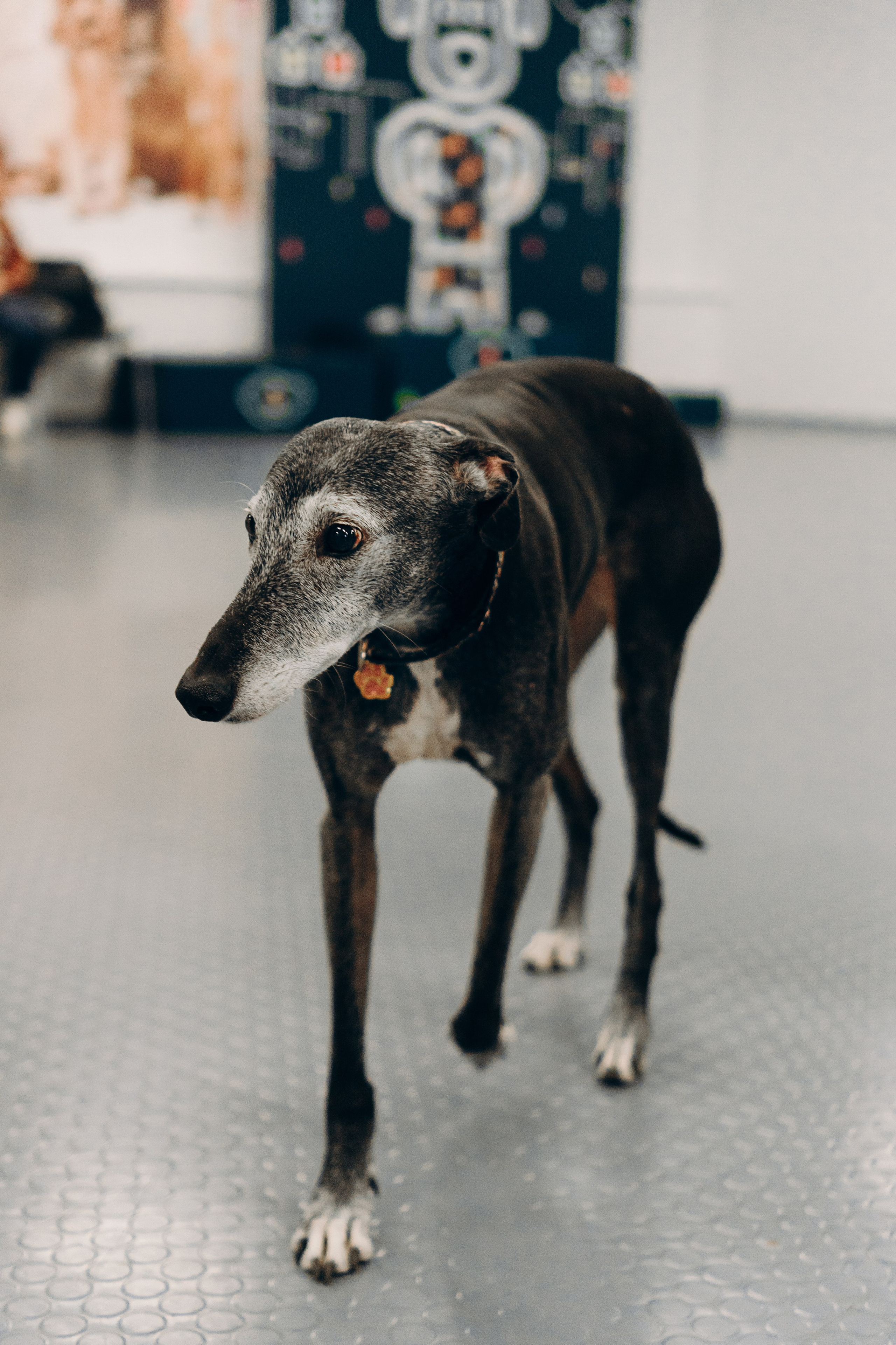 GalgoTreff / PetCity Rannamõisa, 13 apr. 2025. Kat Laisaar — Pet photographer in Tallinn