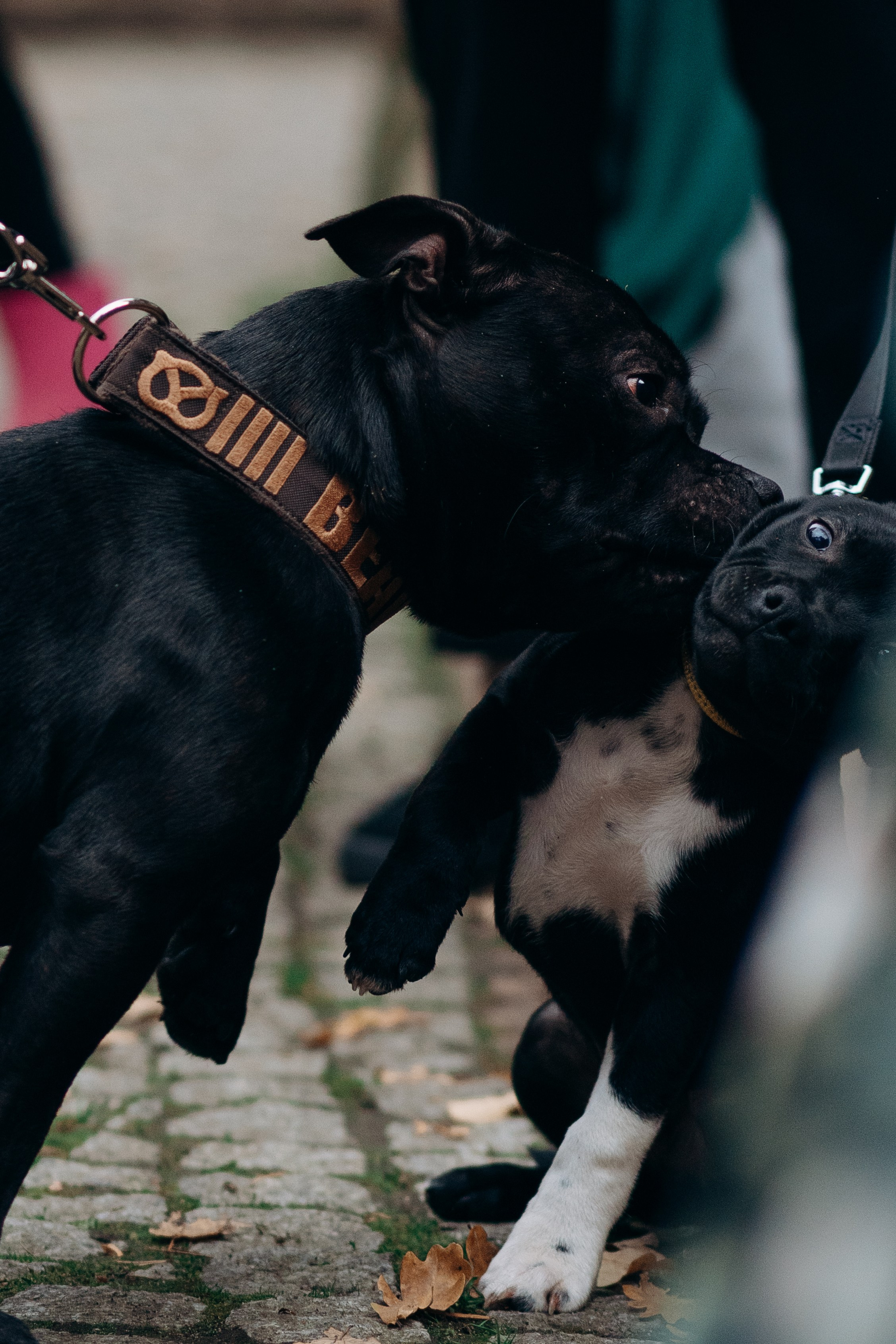 Staffordshire Bull Terriers Meetup. Kat Laisaar — Pet photographer in Tallinn