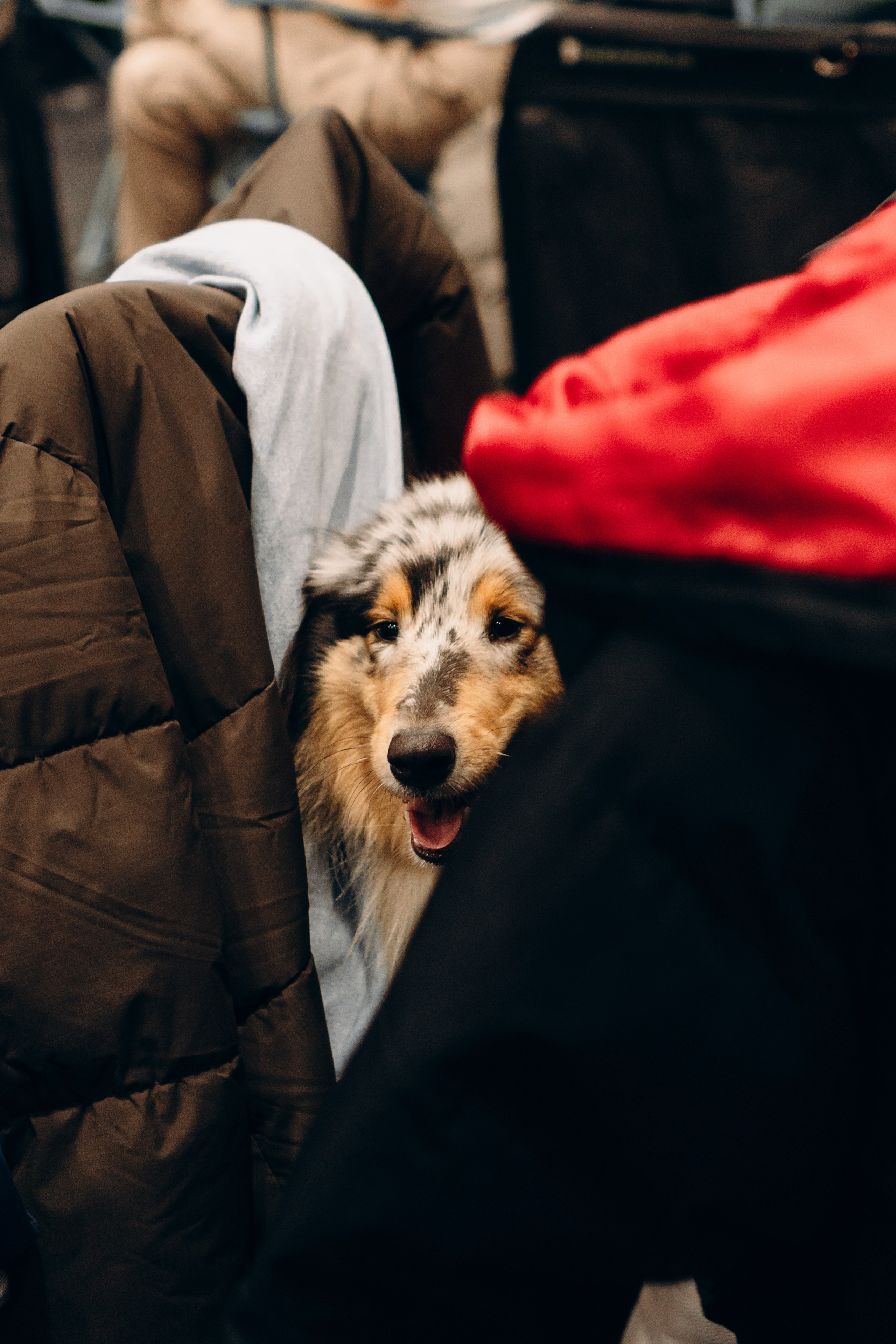 Pärnu dog weekend photo report. Kat Laisaar — Pet photographer in Tallinn