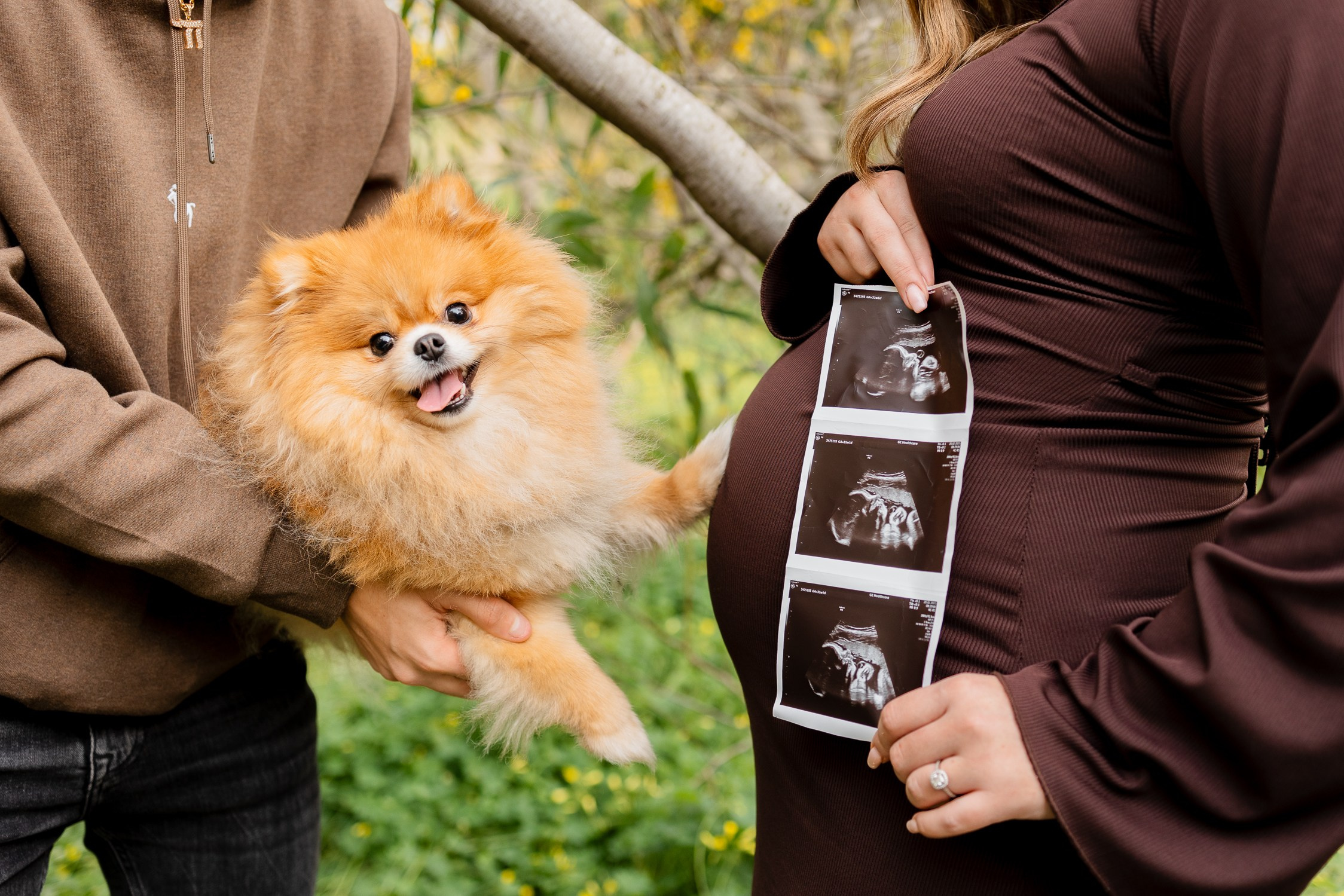 צילומי הריון עם כלב מתוק. דף בית