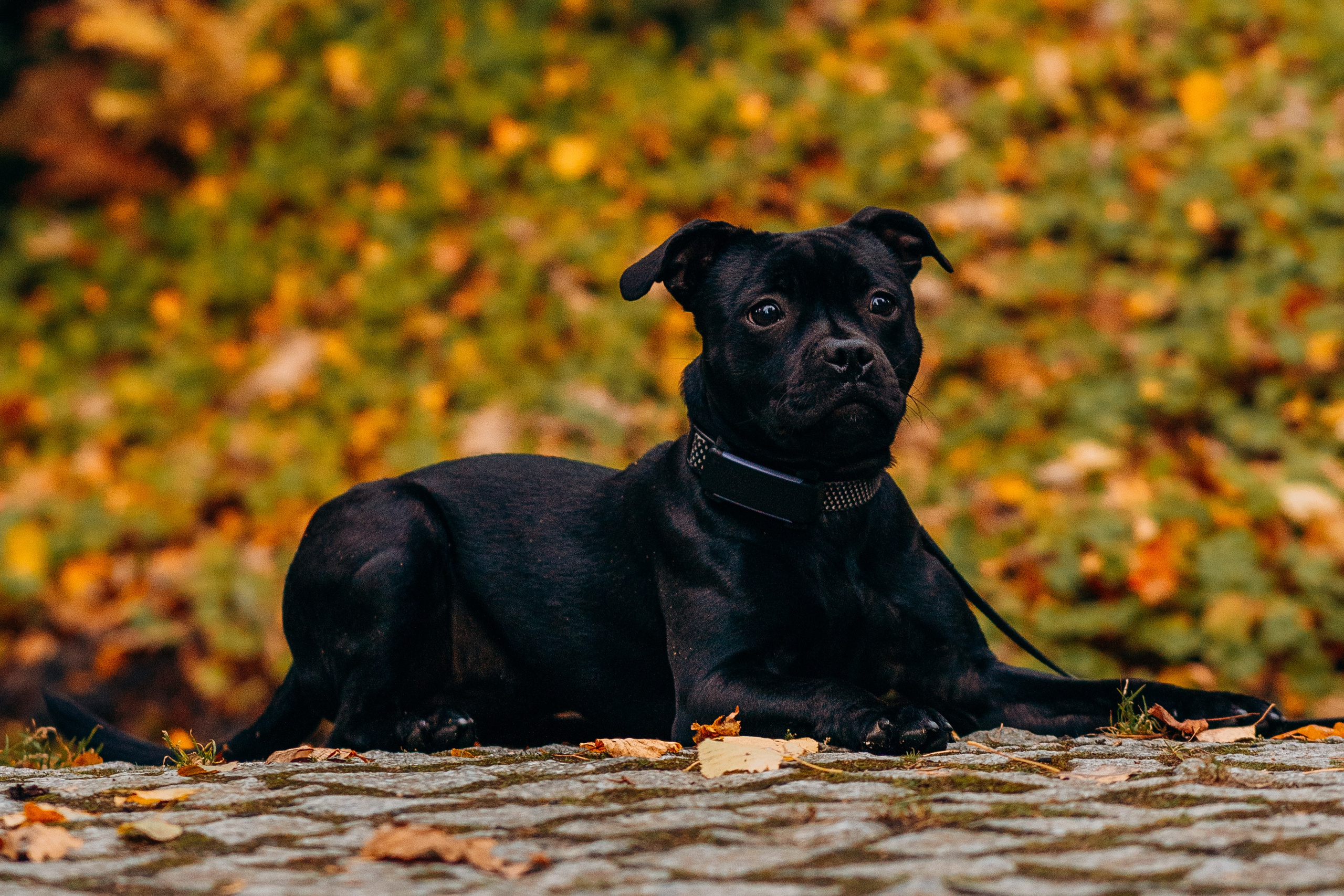Staffordshire Bull Terriers Meetup. Kat Laisaar — Pet photographer in Tallinn