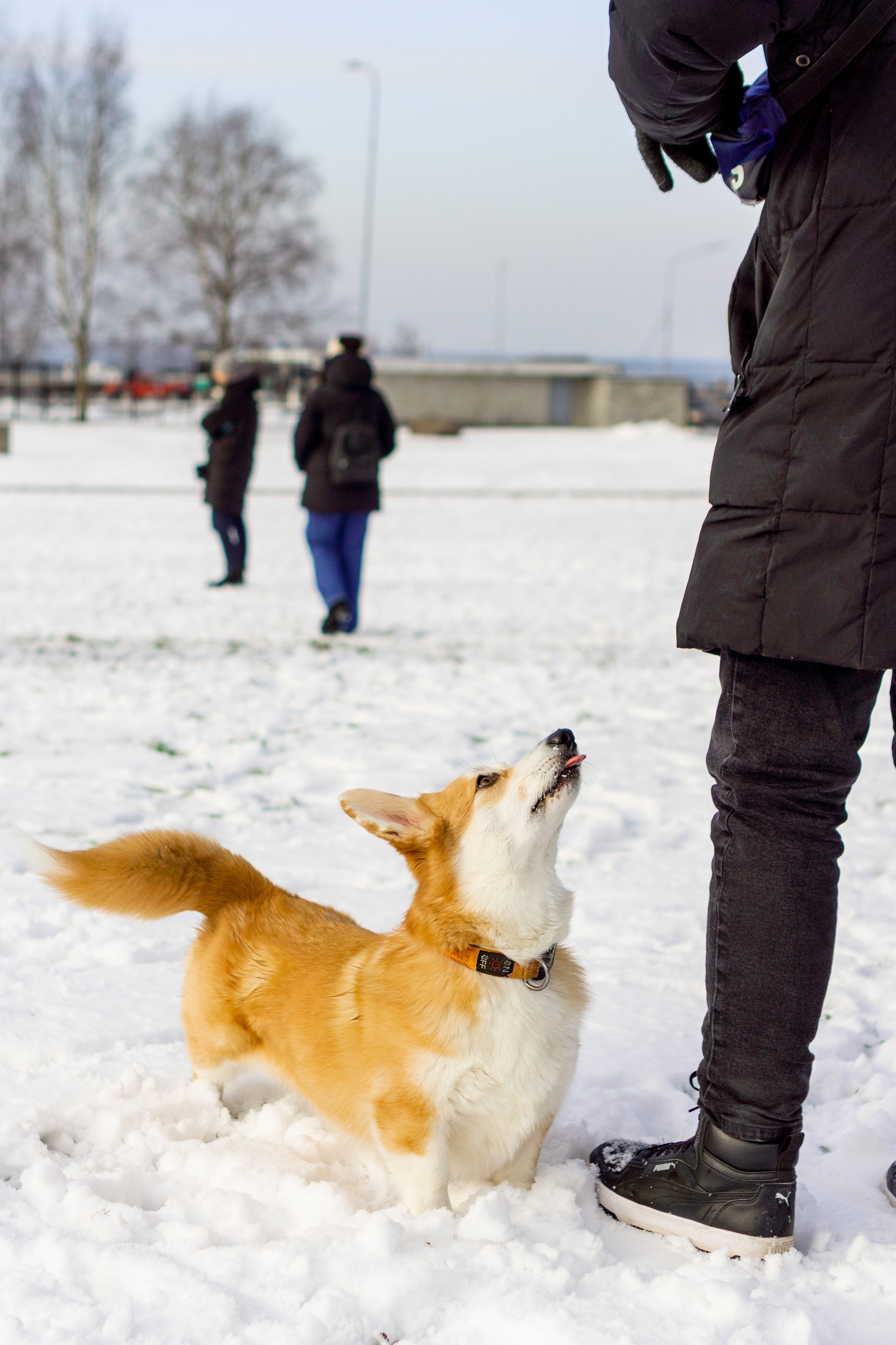 Corgi party, 23 feb. 2025. Kat Laisaar — Pet photographer in Tallinn