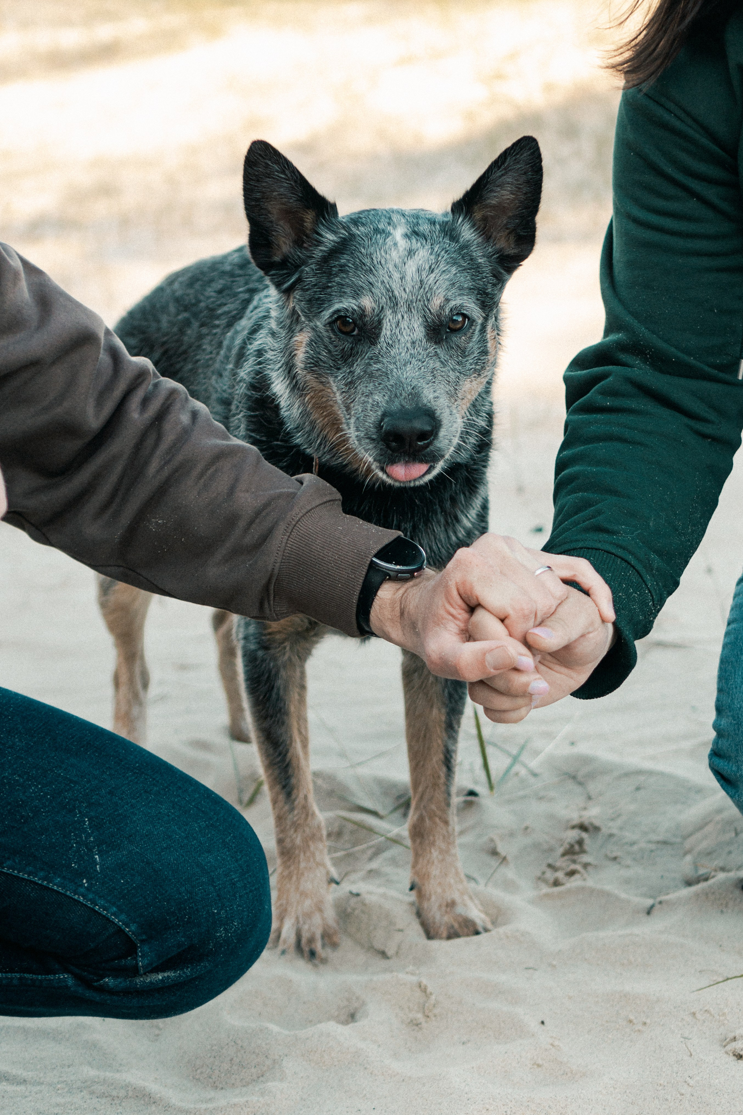 Oskar, Maria & Dmitrii. Kat Laisaar — Pet photographer in Tallinn