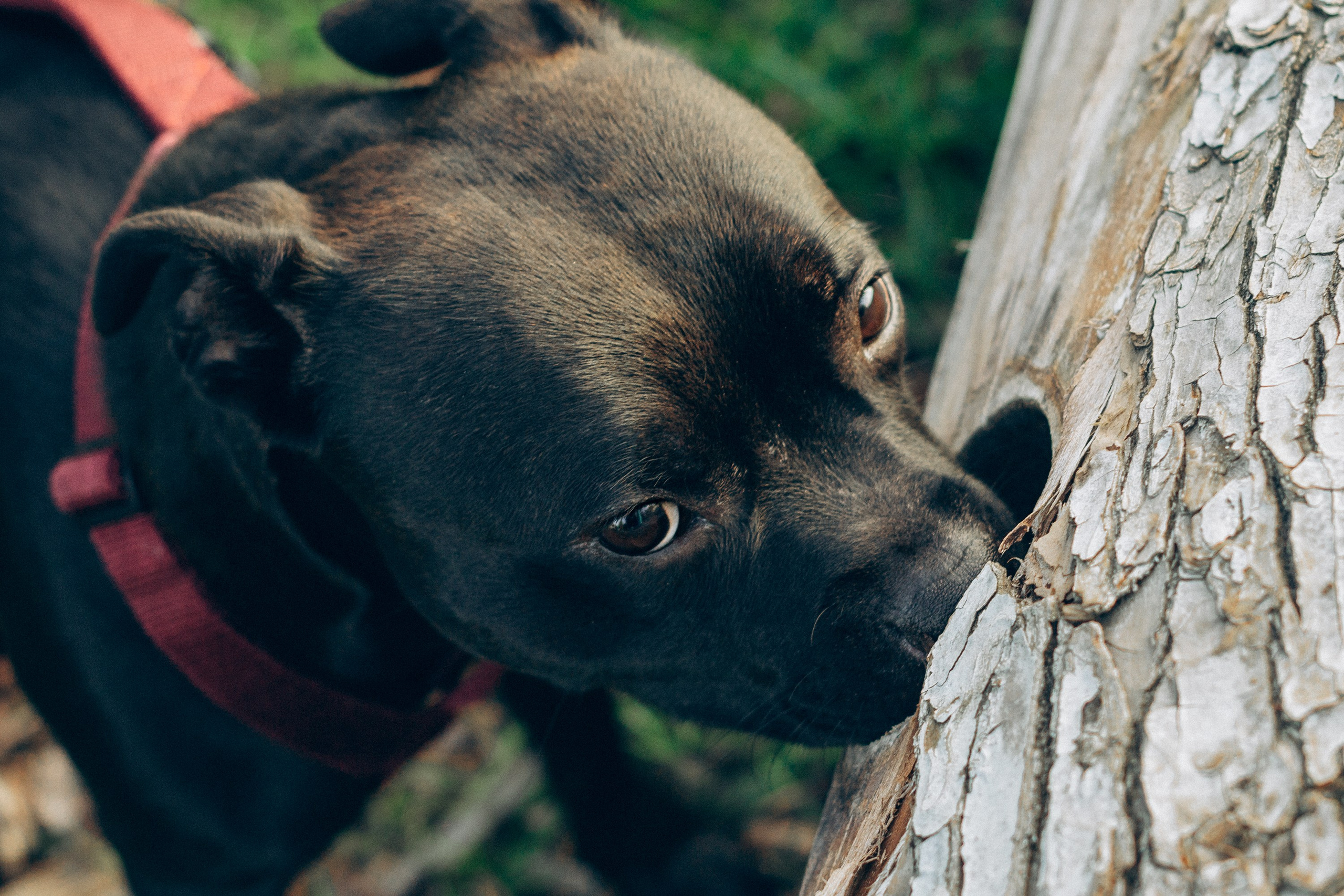 Severa and Barracuda, Staffordshire Bull Terriers. Kat Laisaar — Pet photographer in Tallinn