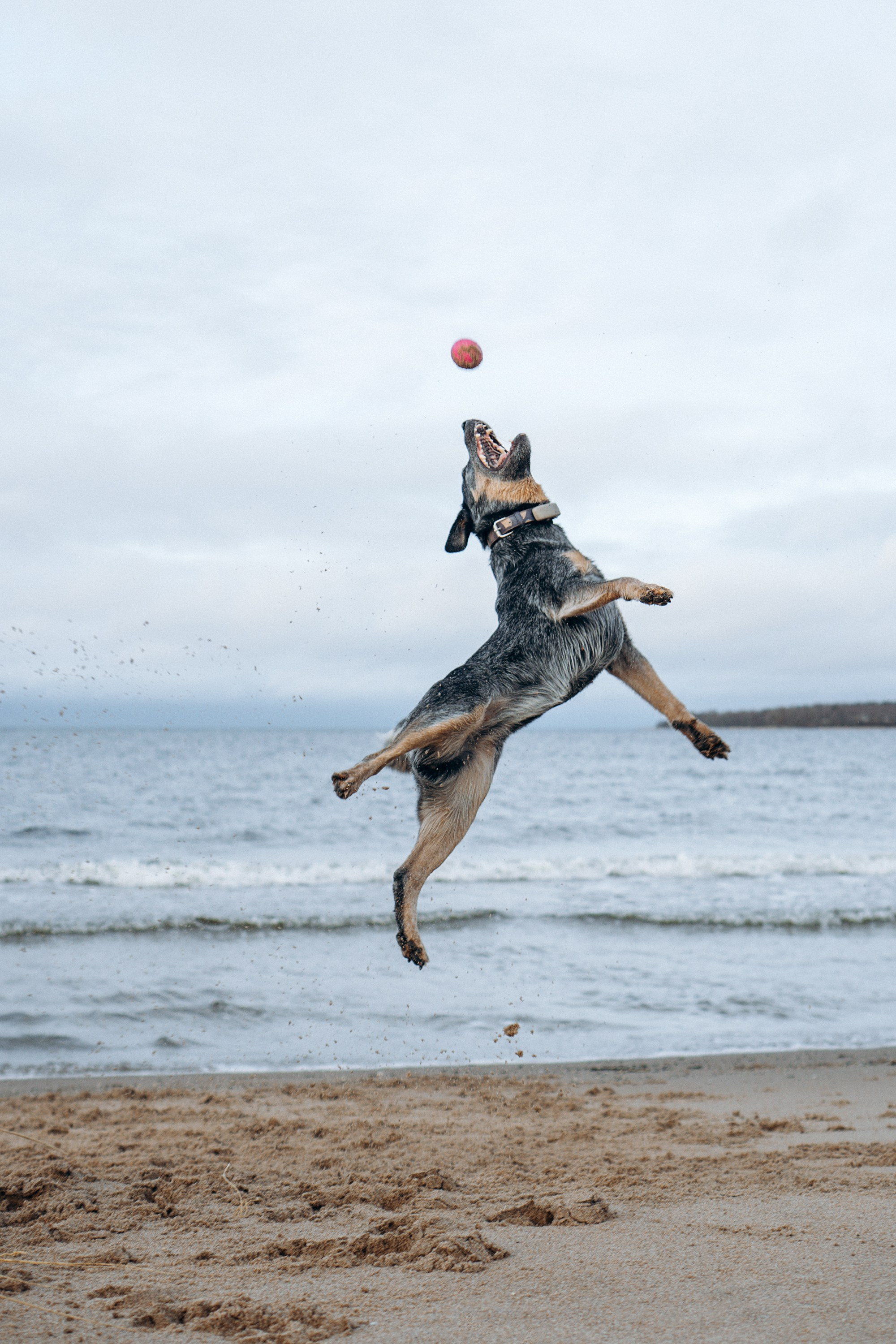 Polina and her Dakota, Australian Cattle Dog. Kat Laisaar — Pet photographer in Tallinn