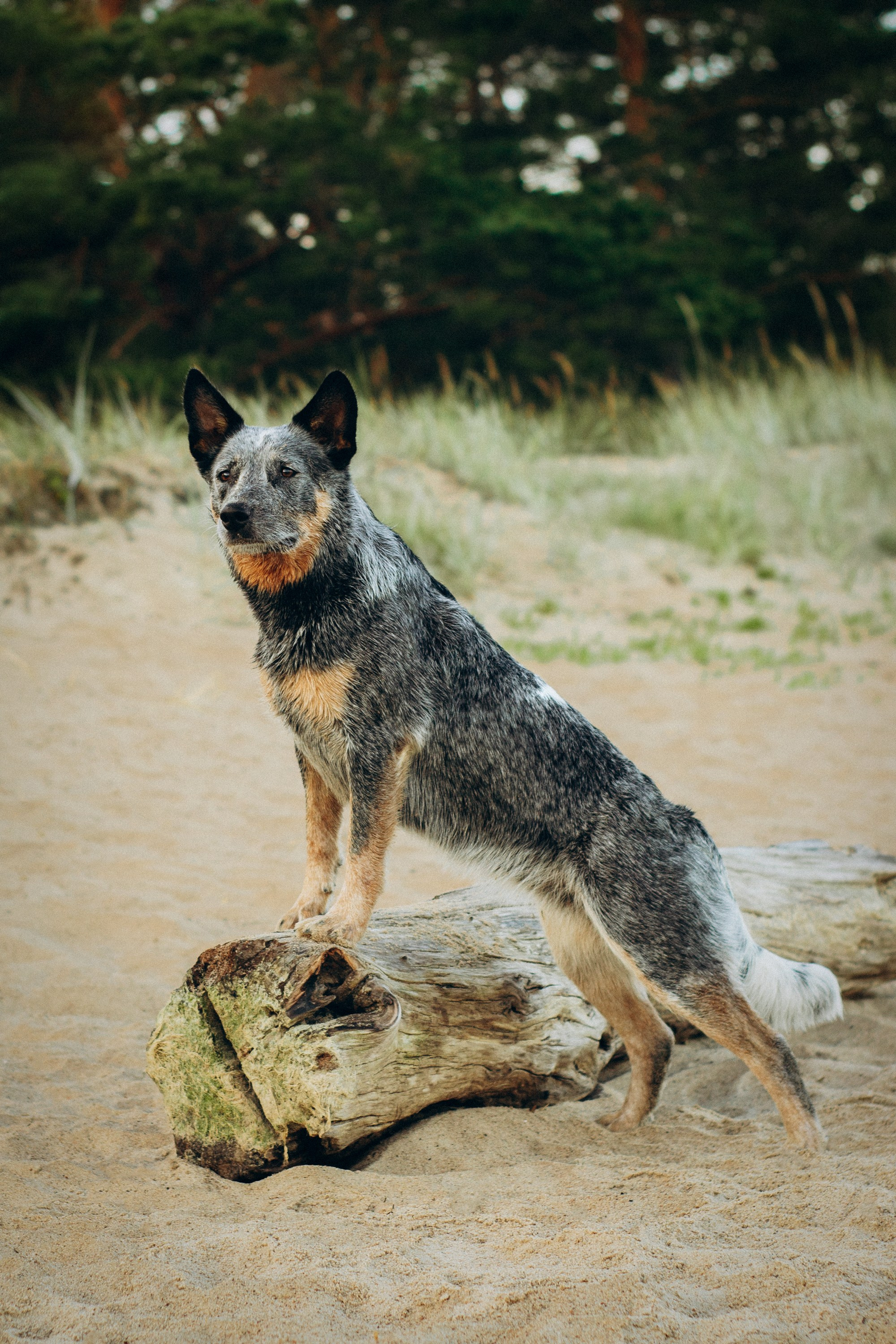 Dakota, Australian Cattle Dog. Kat Laisaar — Pet photographer in Tallinn