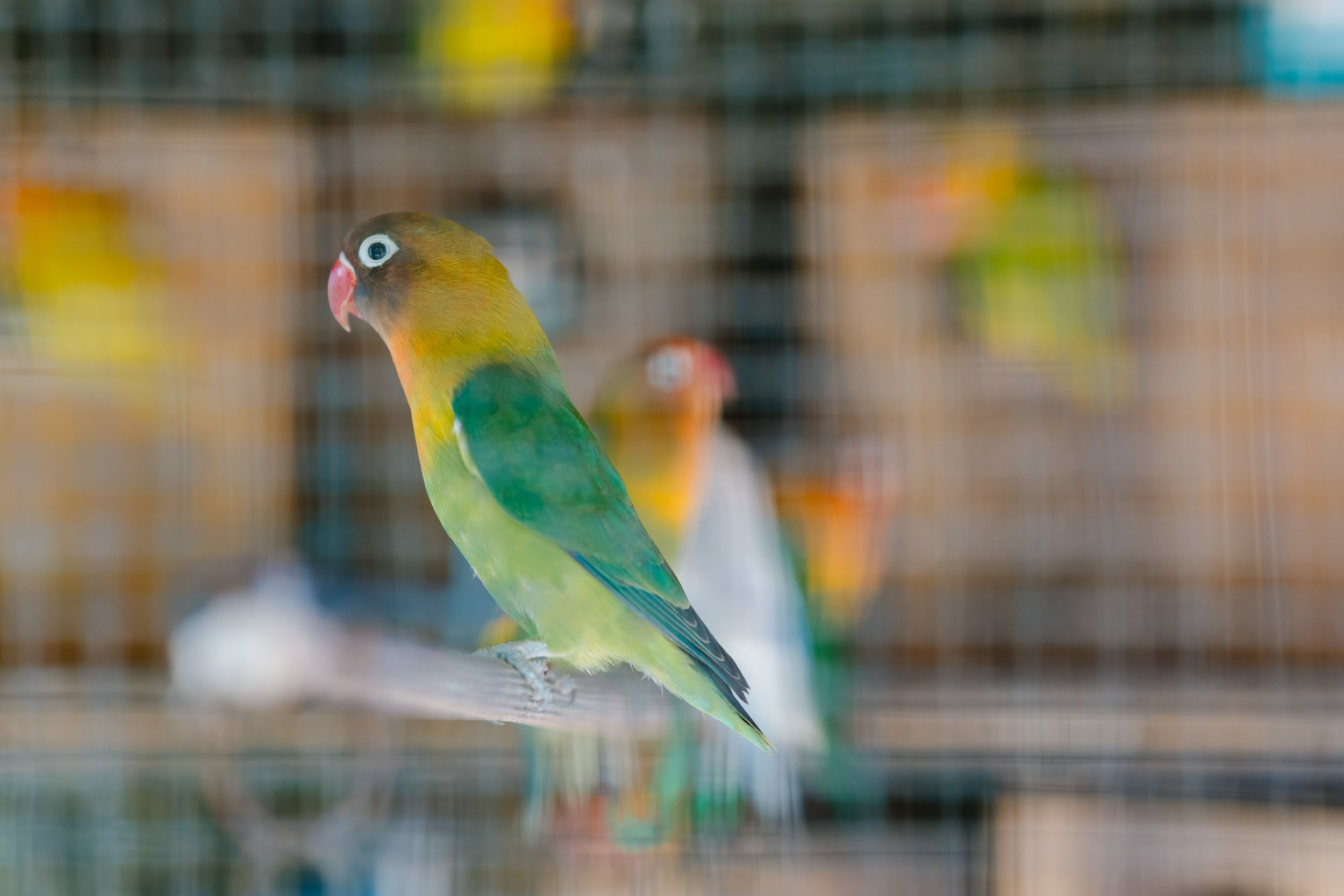 Sebastian & Alessandrina. Female Photographer in Bali