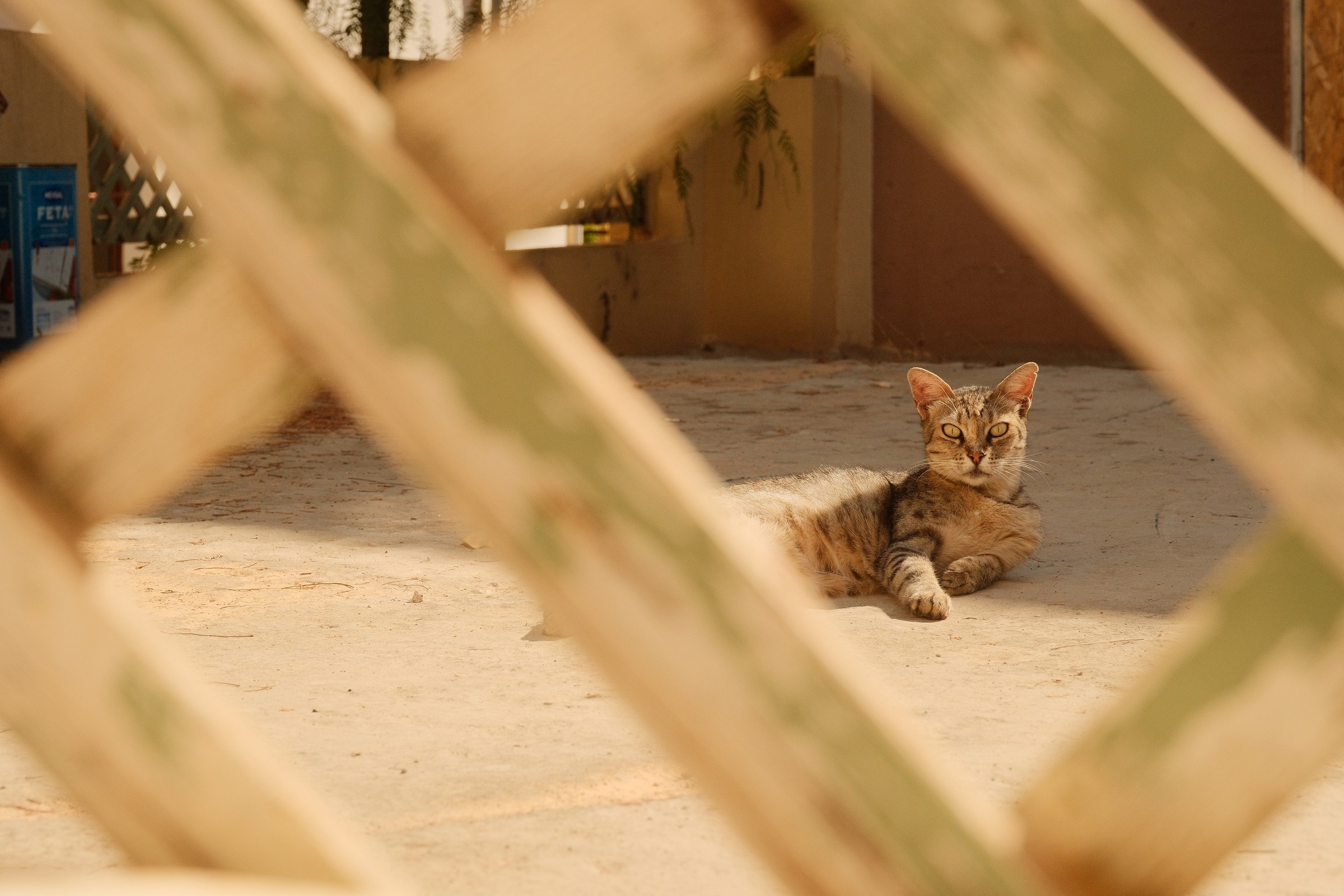 Playful Cretan street cat photographed around Malia with a Fujifilm X-H2S.