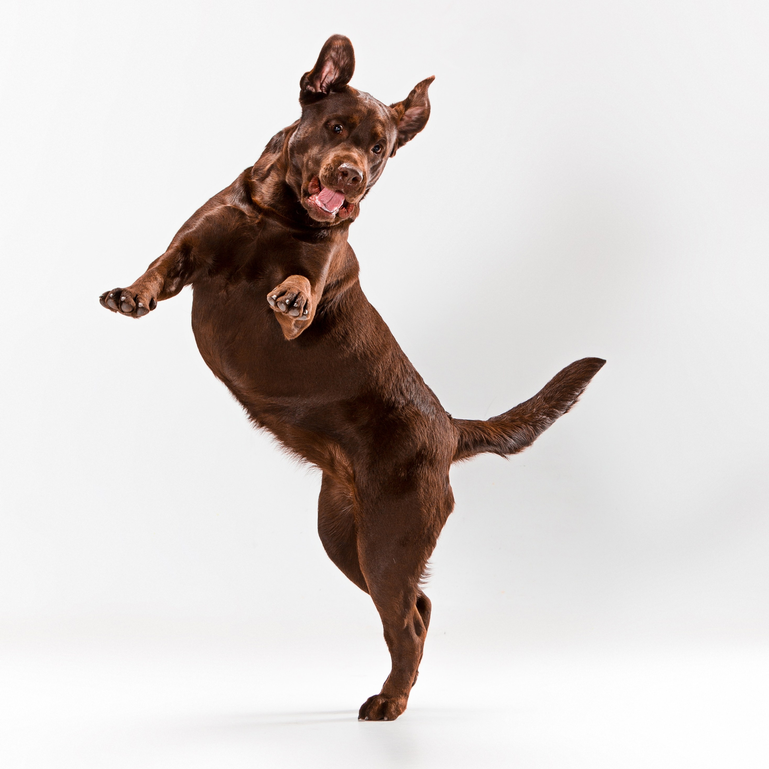 Шоколадний лабрадор ретривер