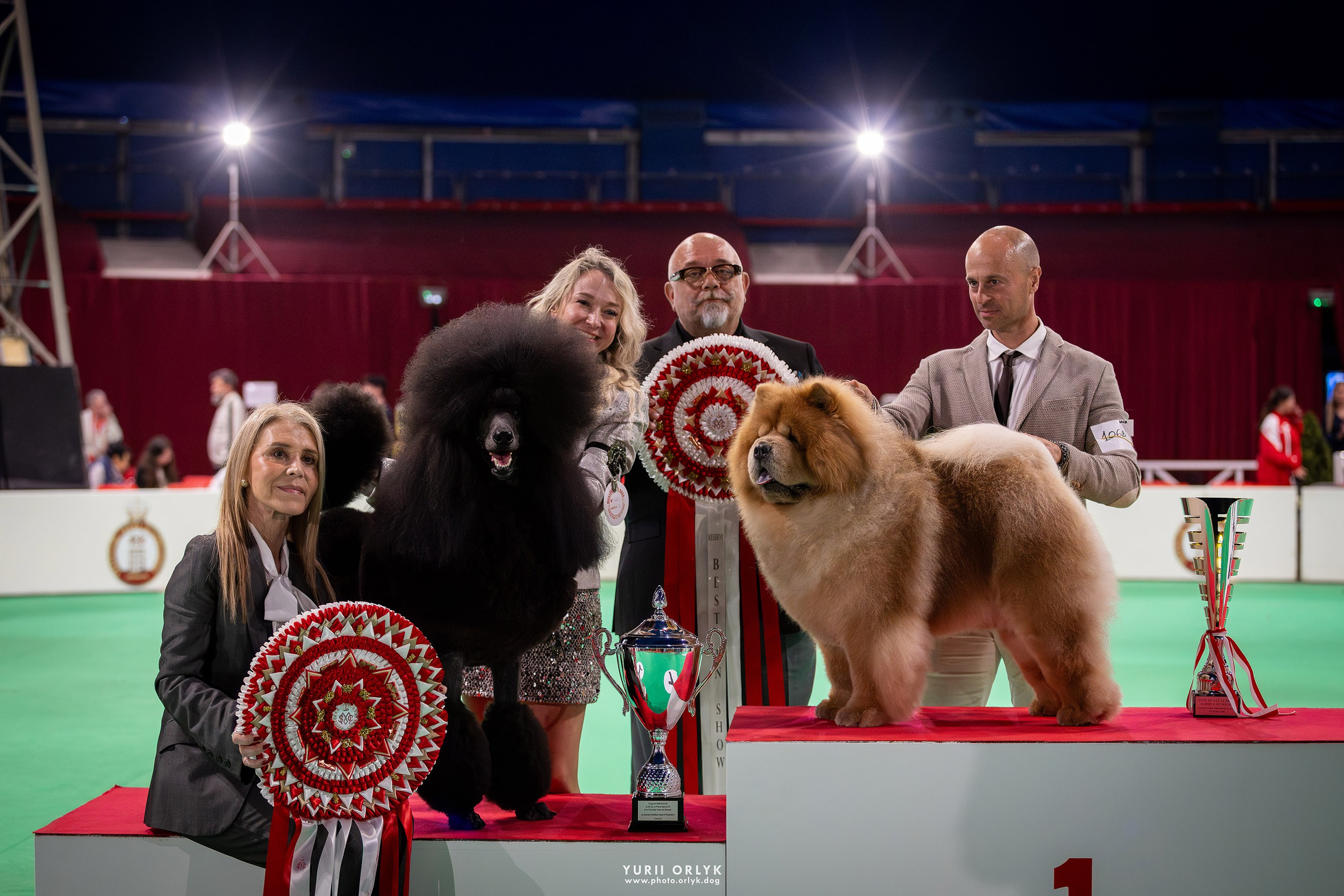 Dog Shows. Yurii Orlyk Photography