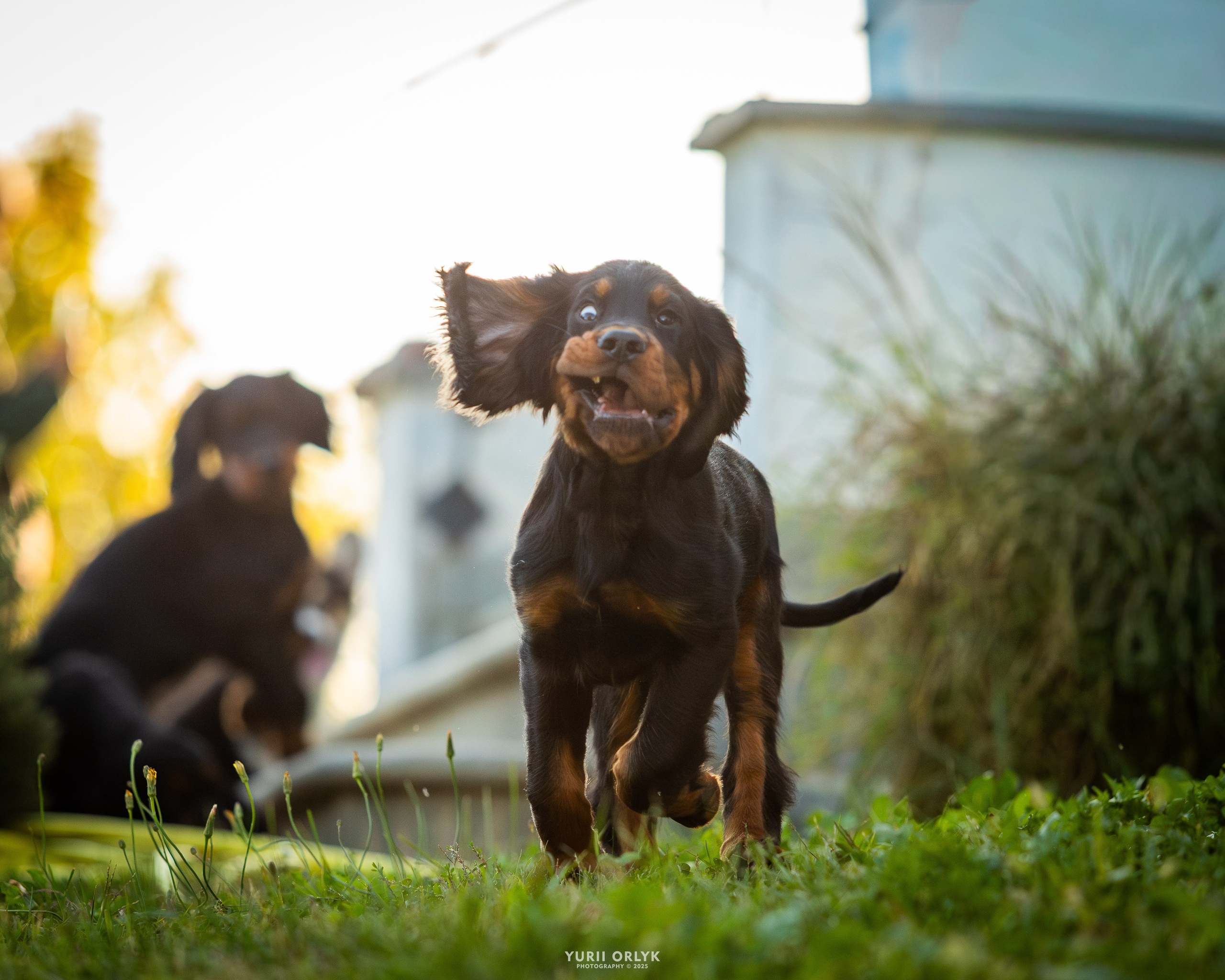 Puppies. Yurii Orlyk Photography