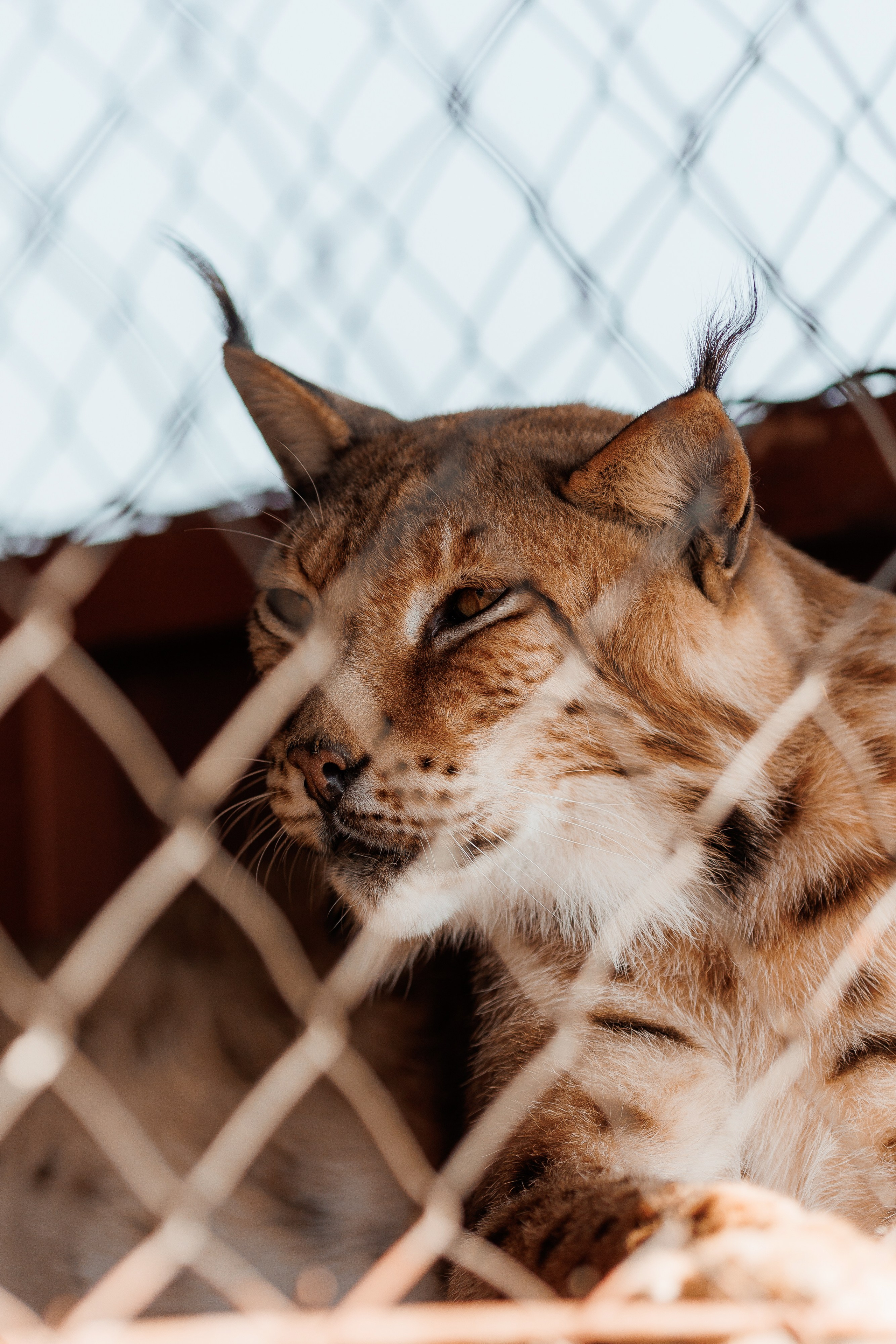 Екопарк Аміла. Ірина Терещук