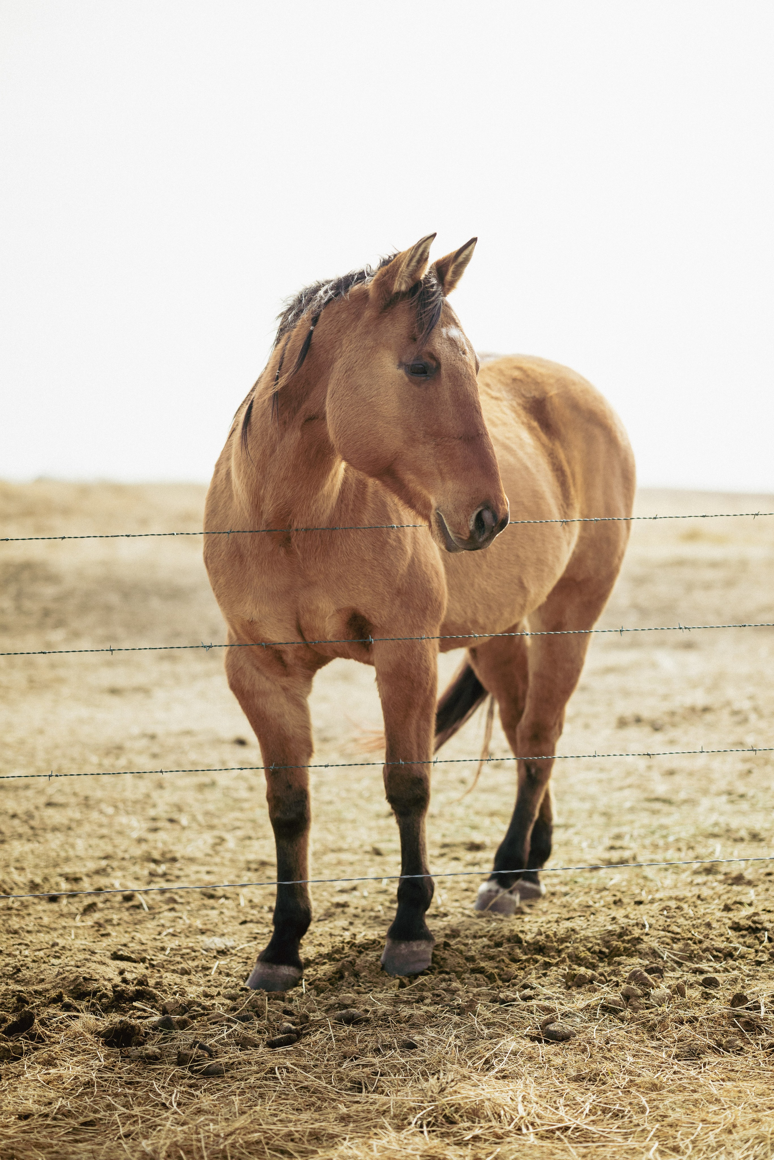 Farm animals. Victoria Lyubchenko — fine art photography in Bismarck, ND
