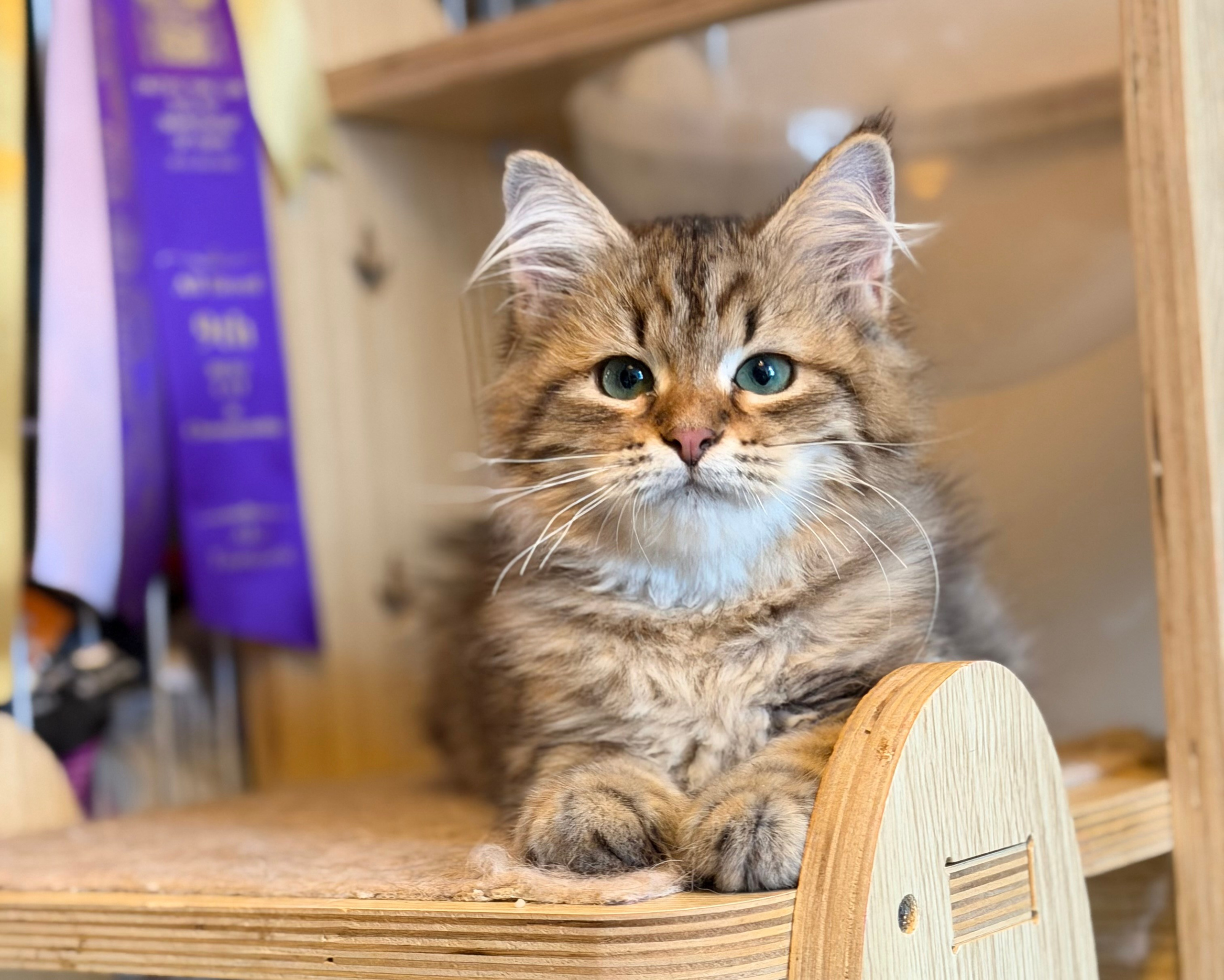 Available Faith Brown Tabby Female