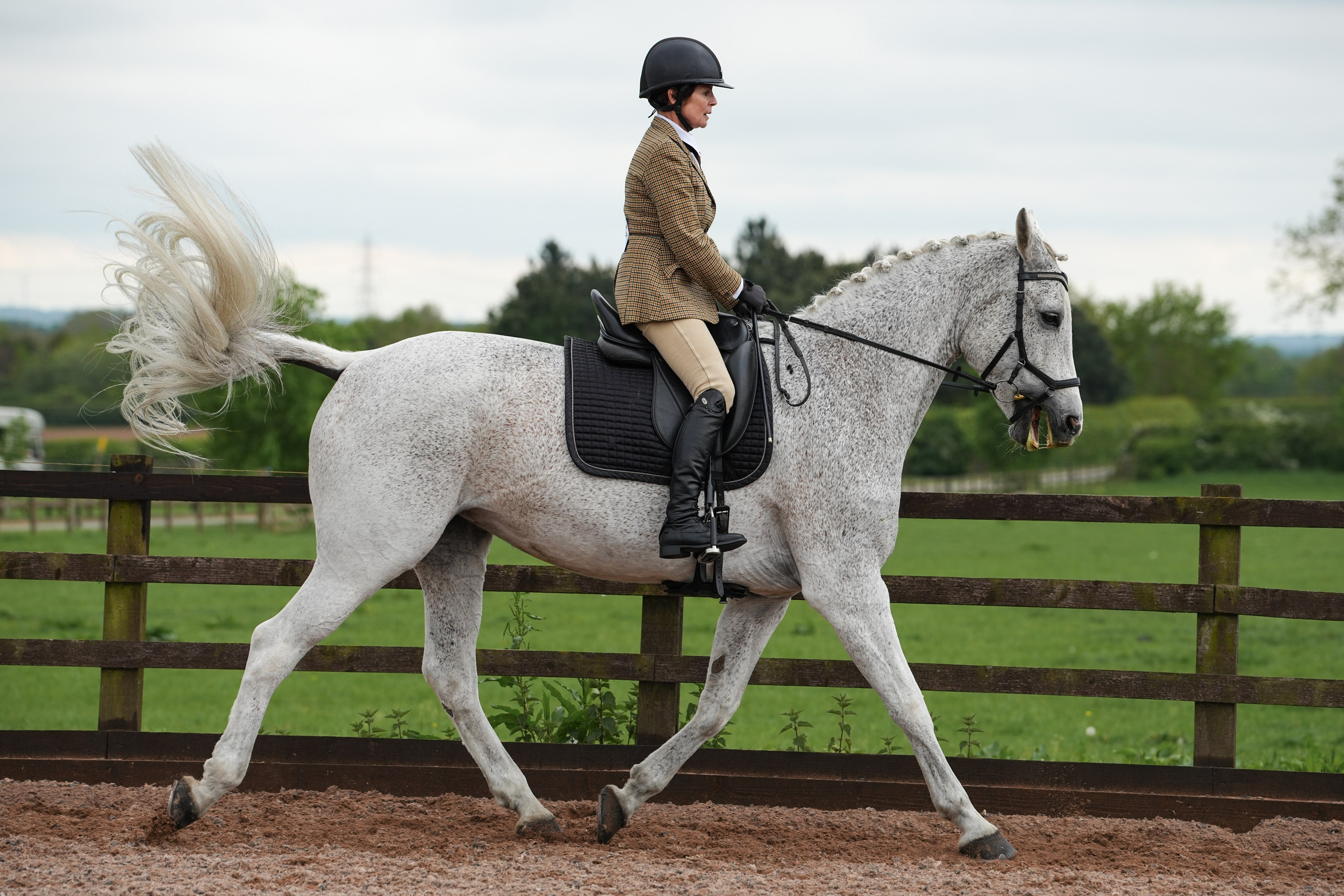 Showing. Leicestershire Equine Photography by El | Authentic Equine Portraits & Events