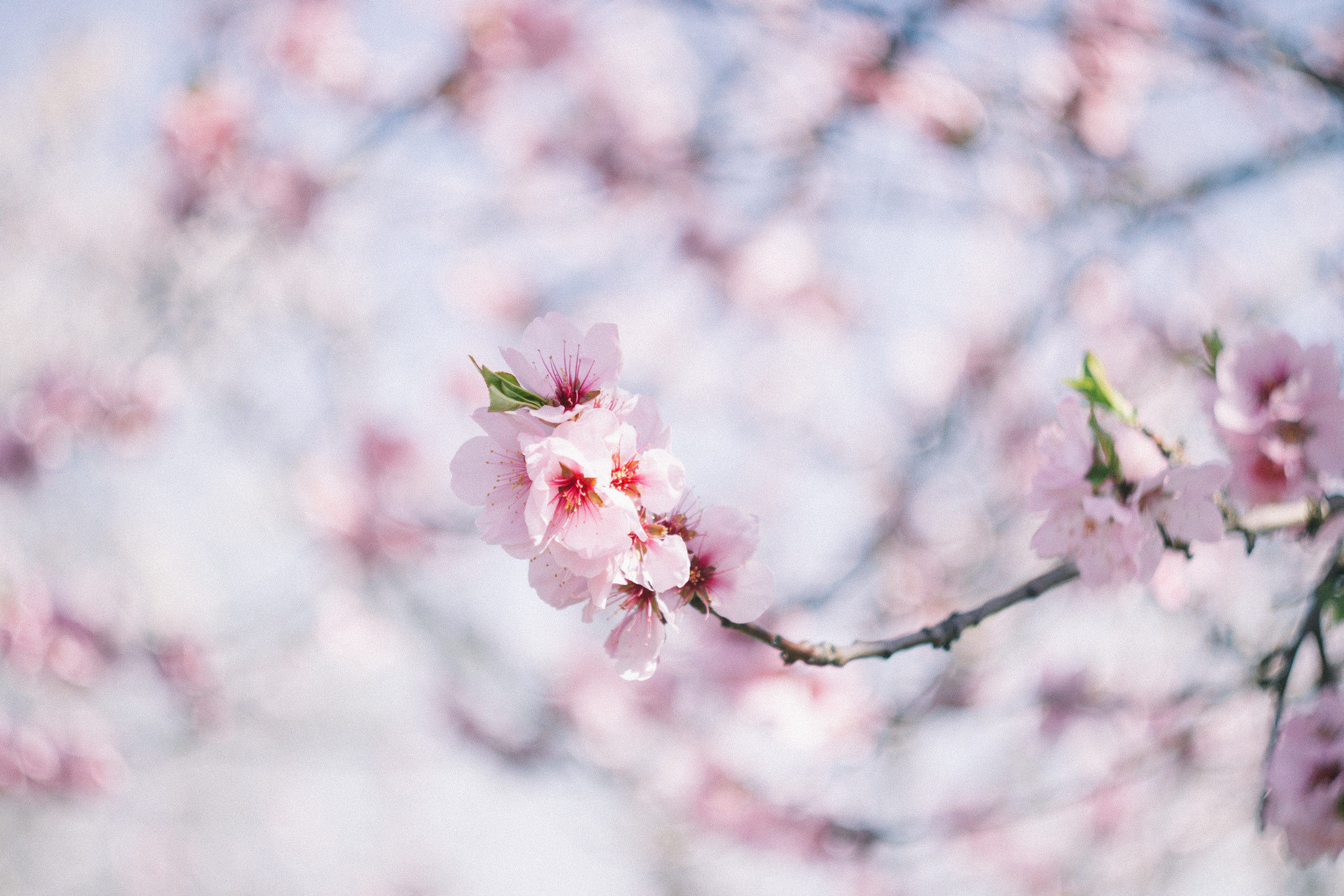 Цветущий миндаль в Пфальце. Фотограф в Германии — Мария Чистякова