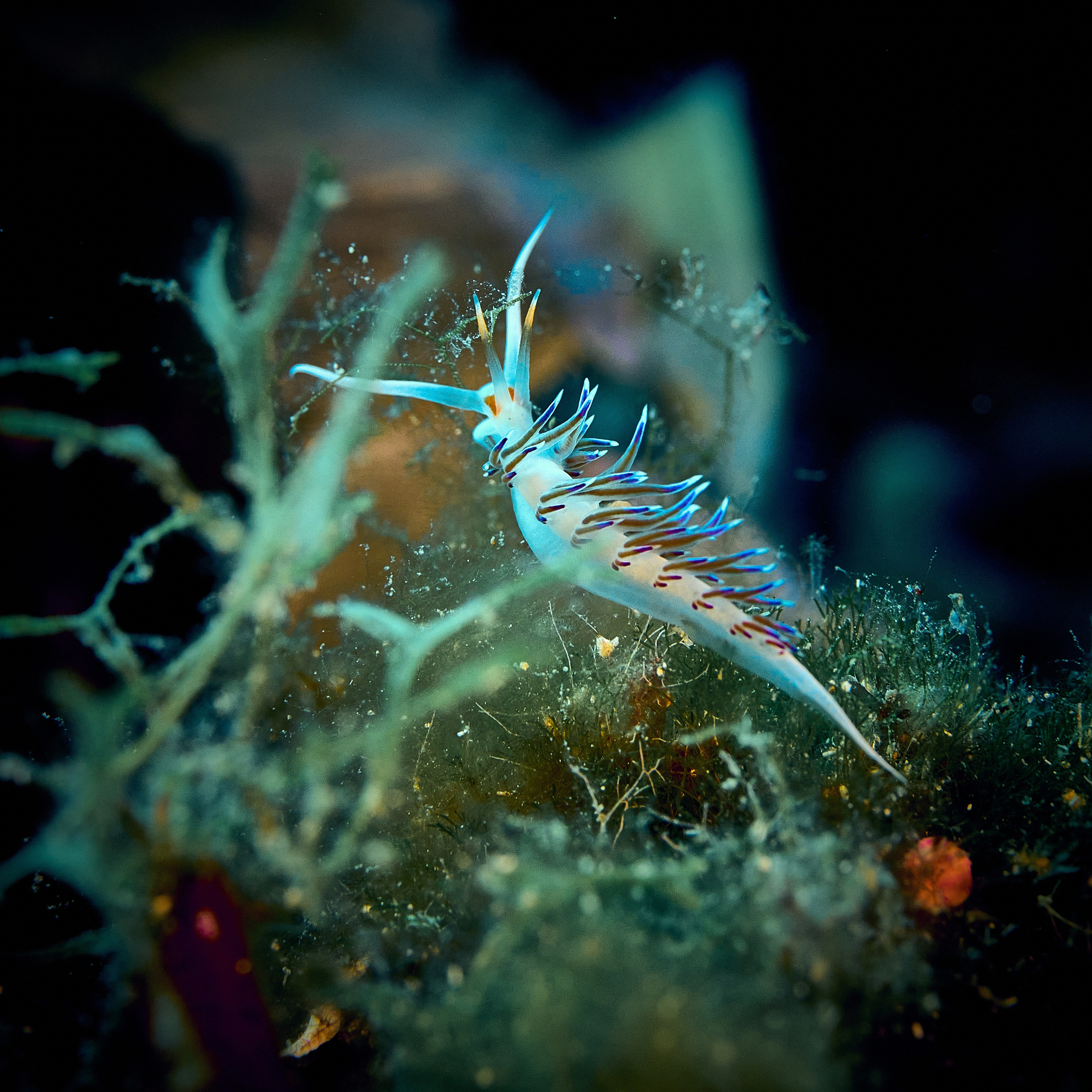 Mieszkańcy mórz. Andriej Szypilow — Photography & Videography