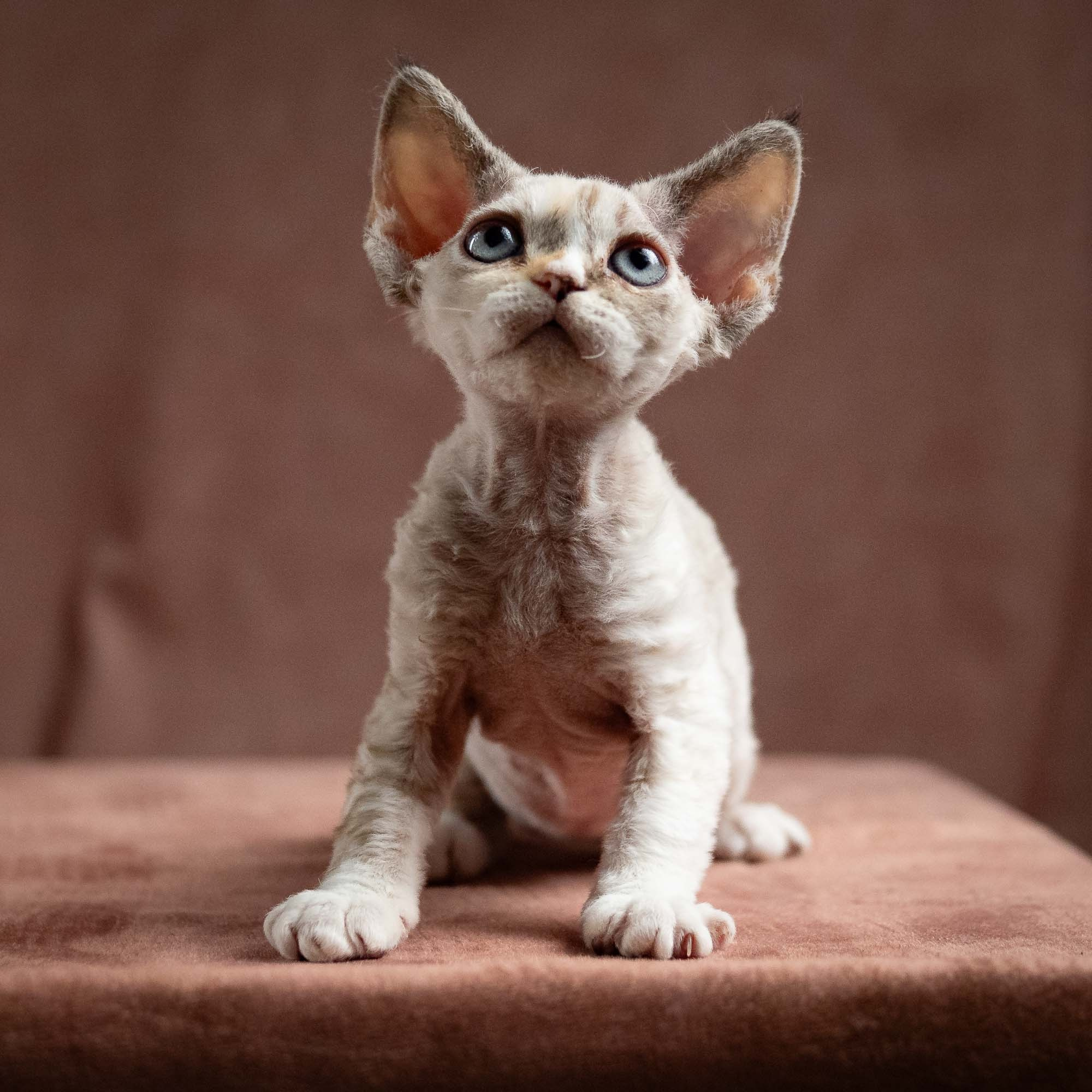 Nova, girl, born 01.17.26. Devon Rex Pixie Cattery