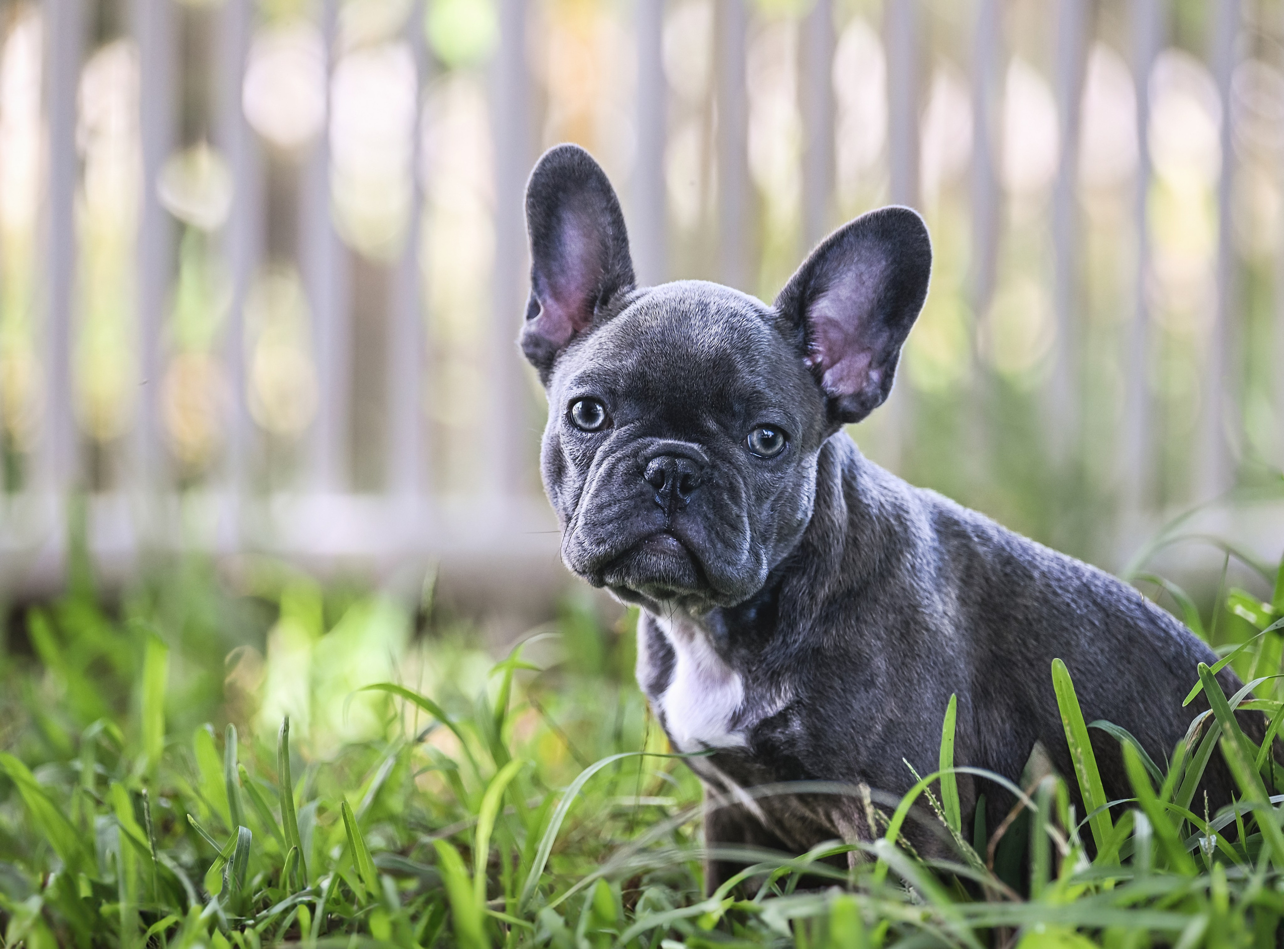 French Bulldogs. Katerina Royter Pet Photographer North Florida