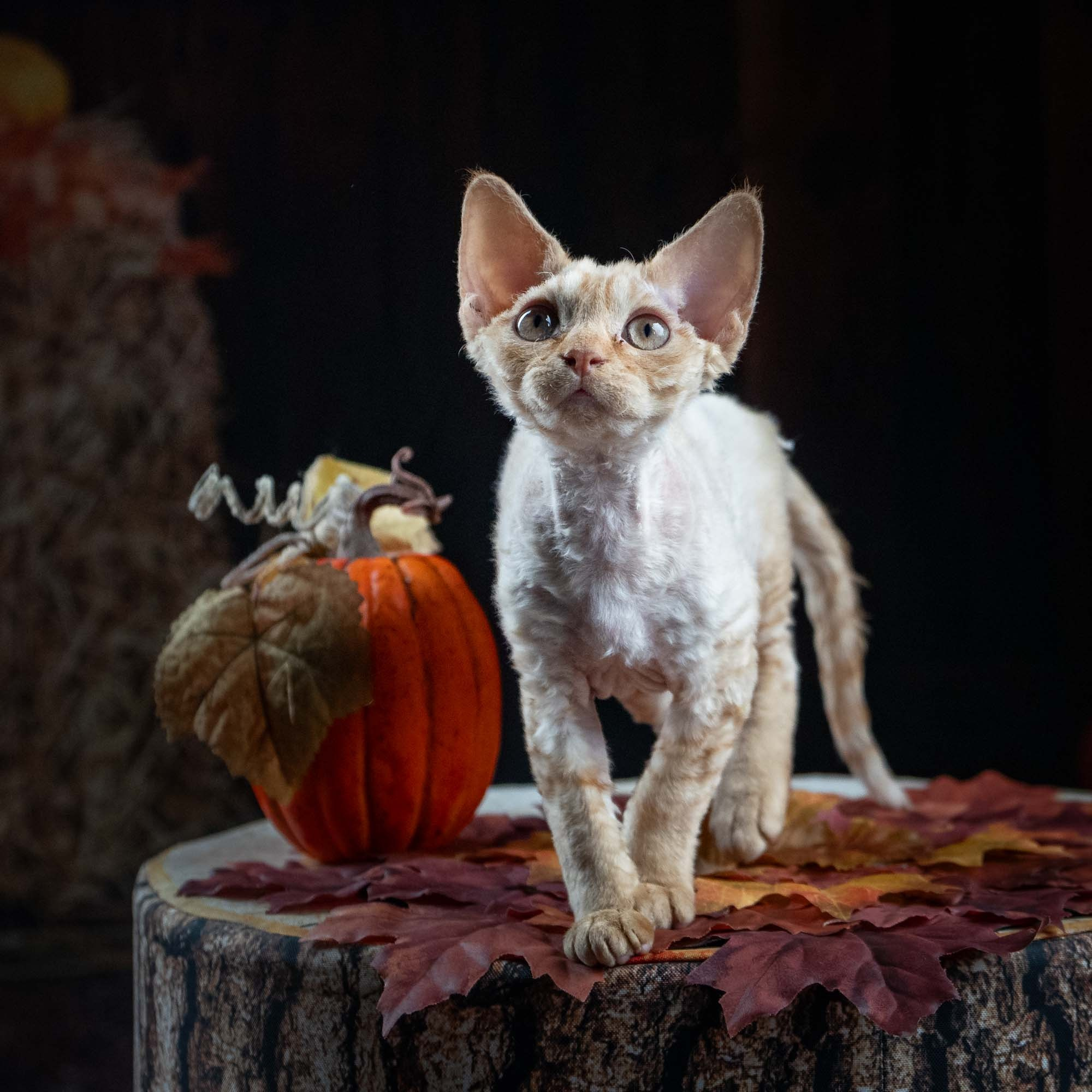 Dorito, boy, born on 06.06.24 SOLD. Devon Rex Pixie Cattery