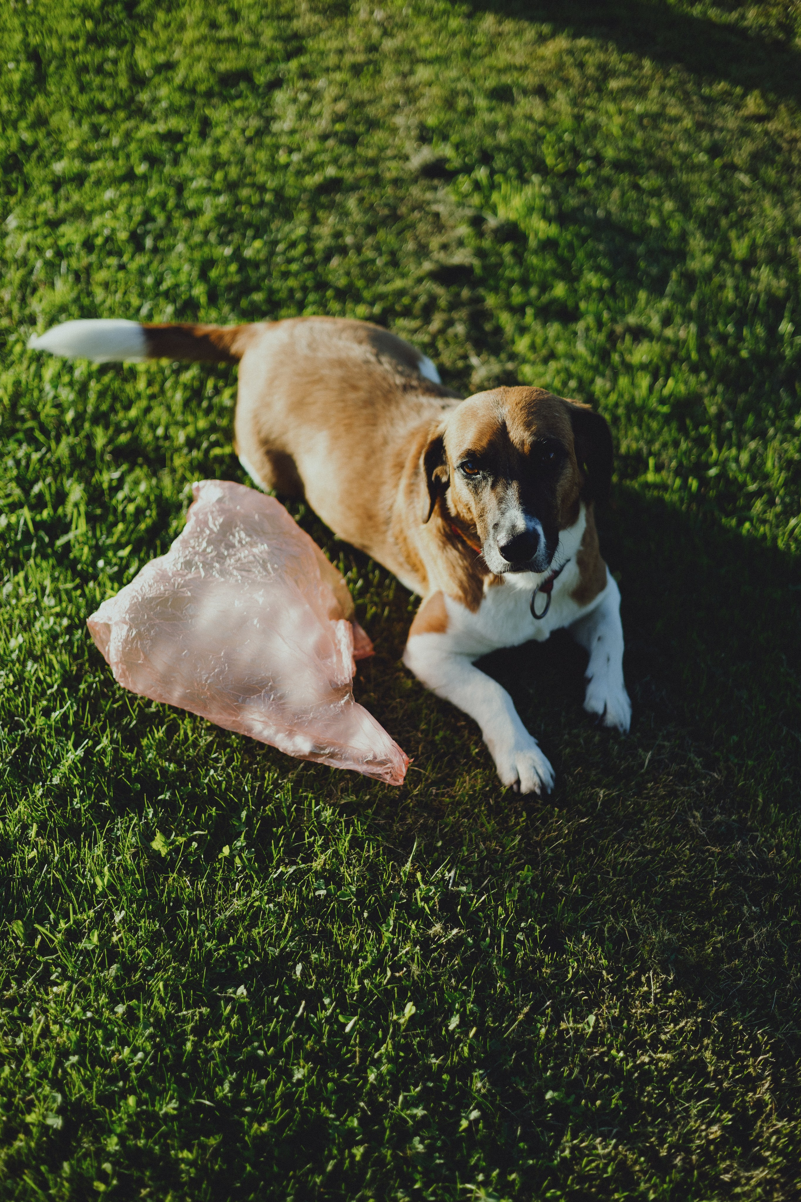 Vasara sode. Портретный фотограф Александра Самозванова