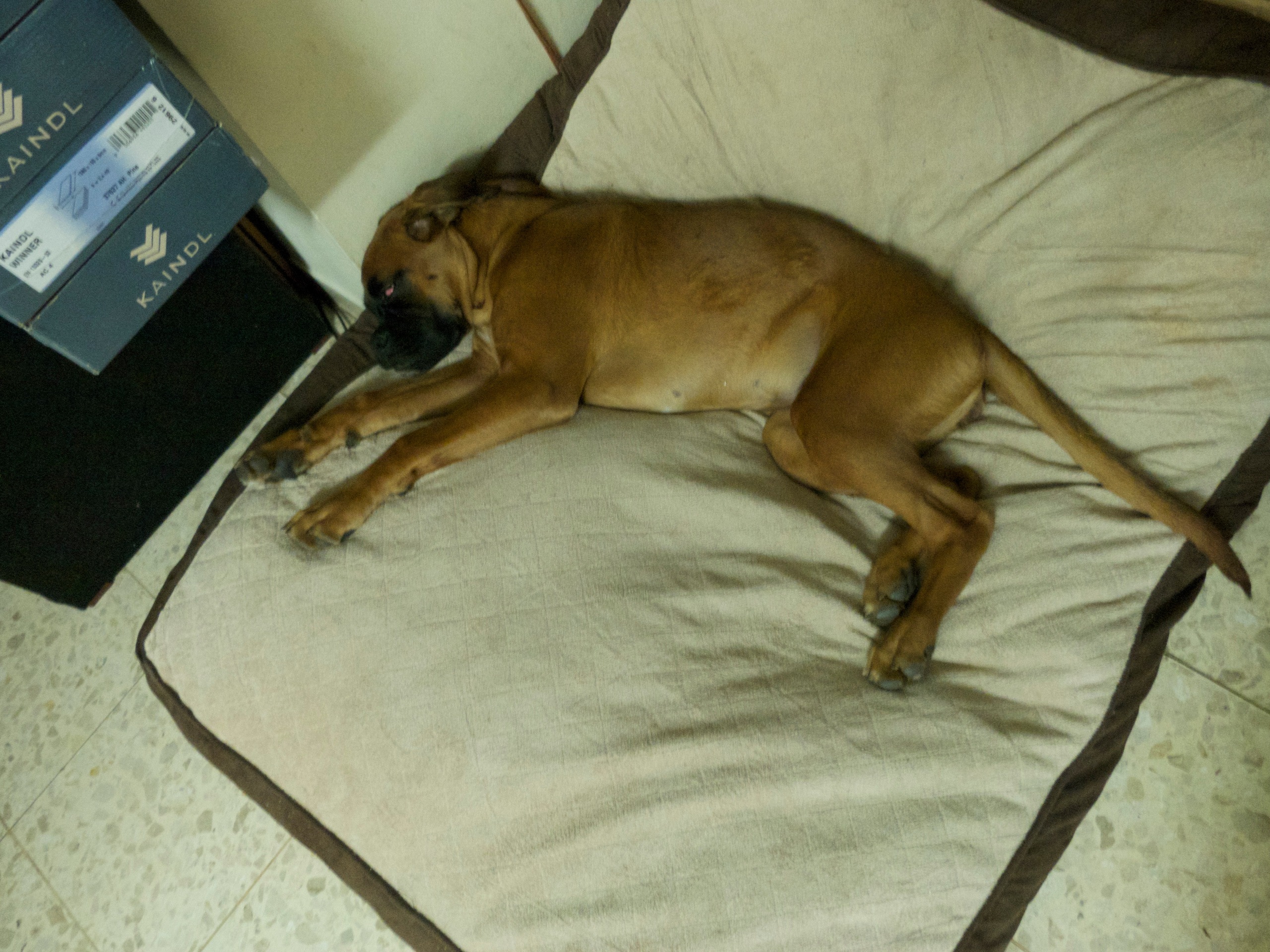 My ״Star״ Boxer Dog