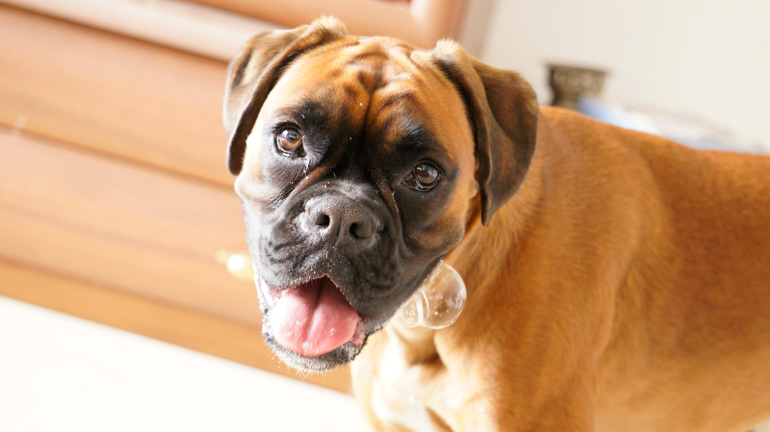 My ״Star״ Boxer Dog