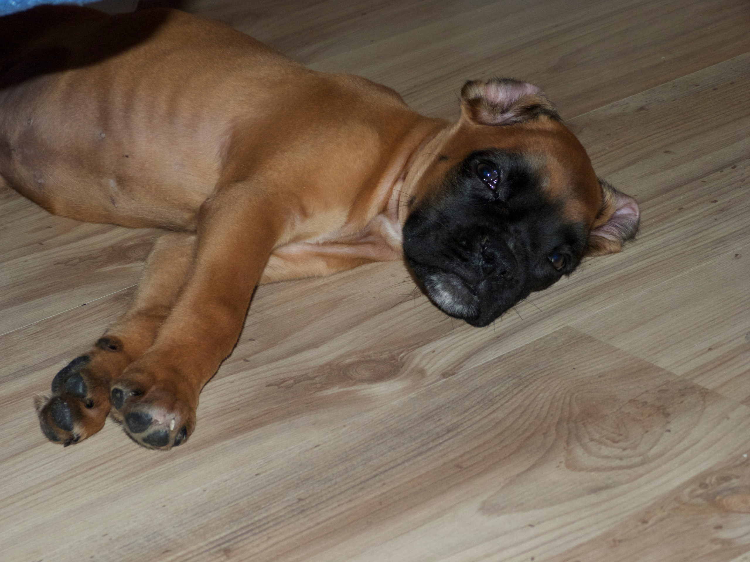 My ״Star״ Boxer Dog