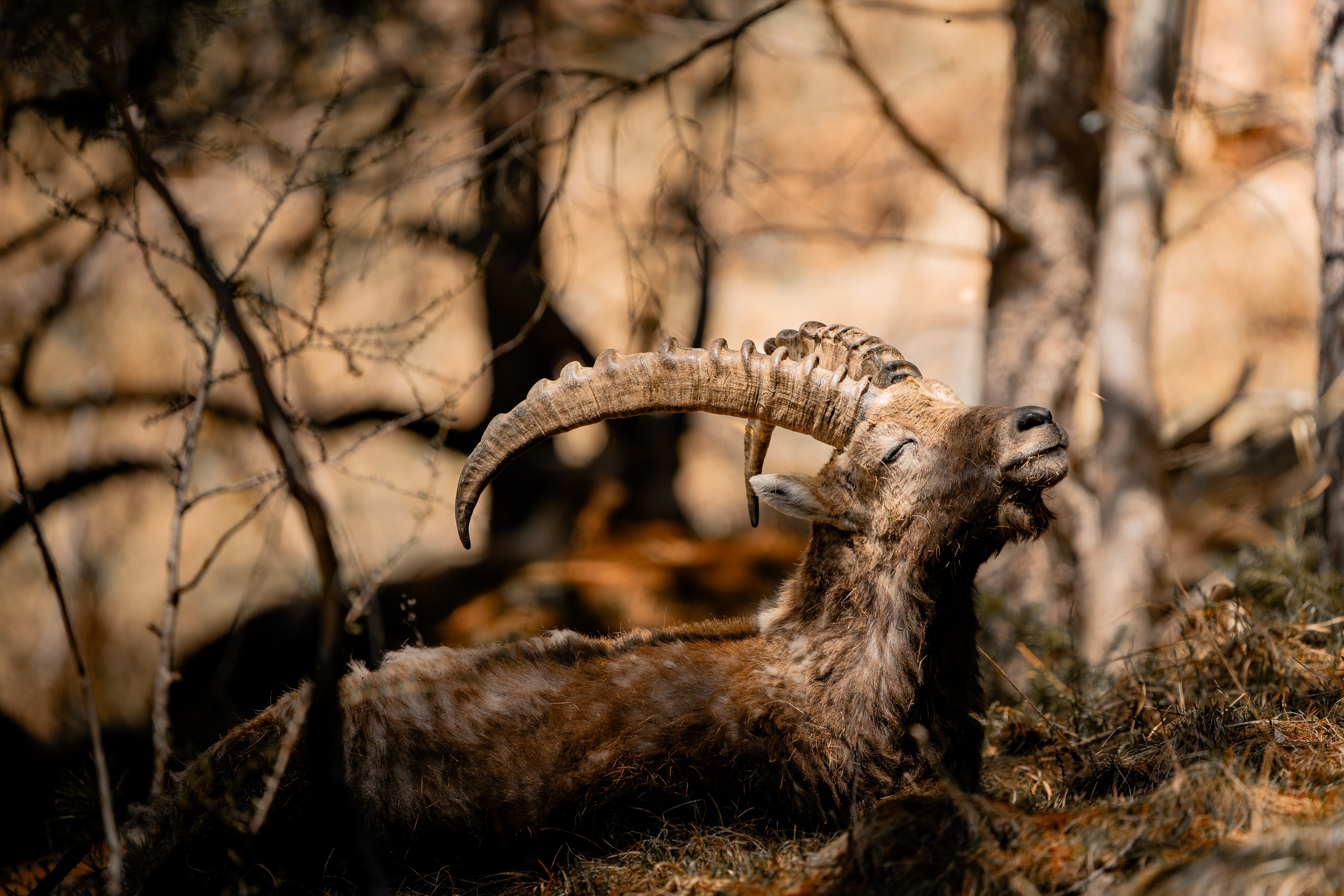 Capricorns in Pontresina. Lutsenko Visuals — Photography & Visual Content