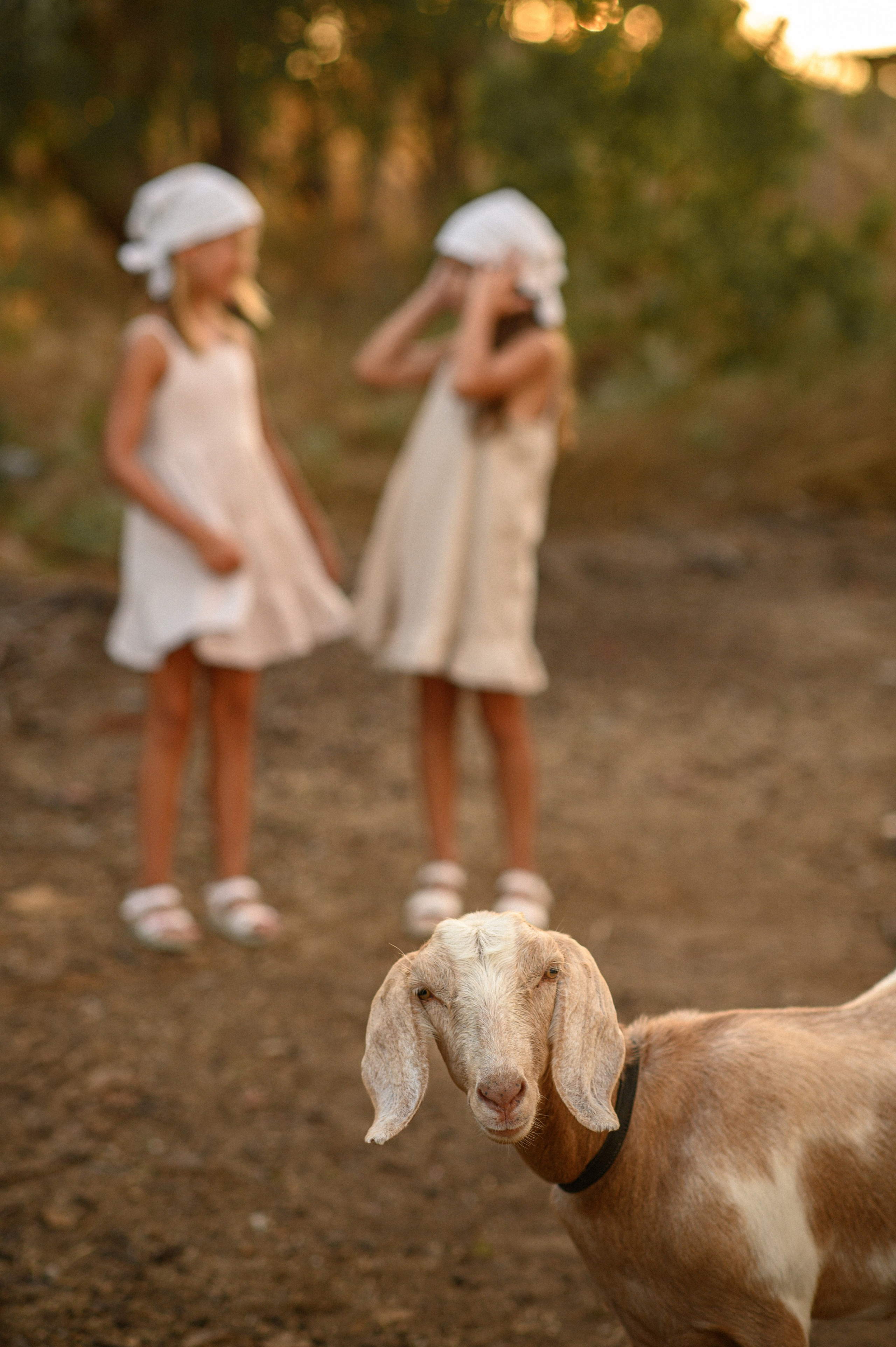 Goat. Family, children, portrait, and event photography in Thessaloniki