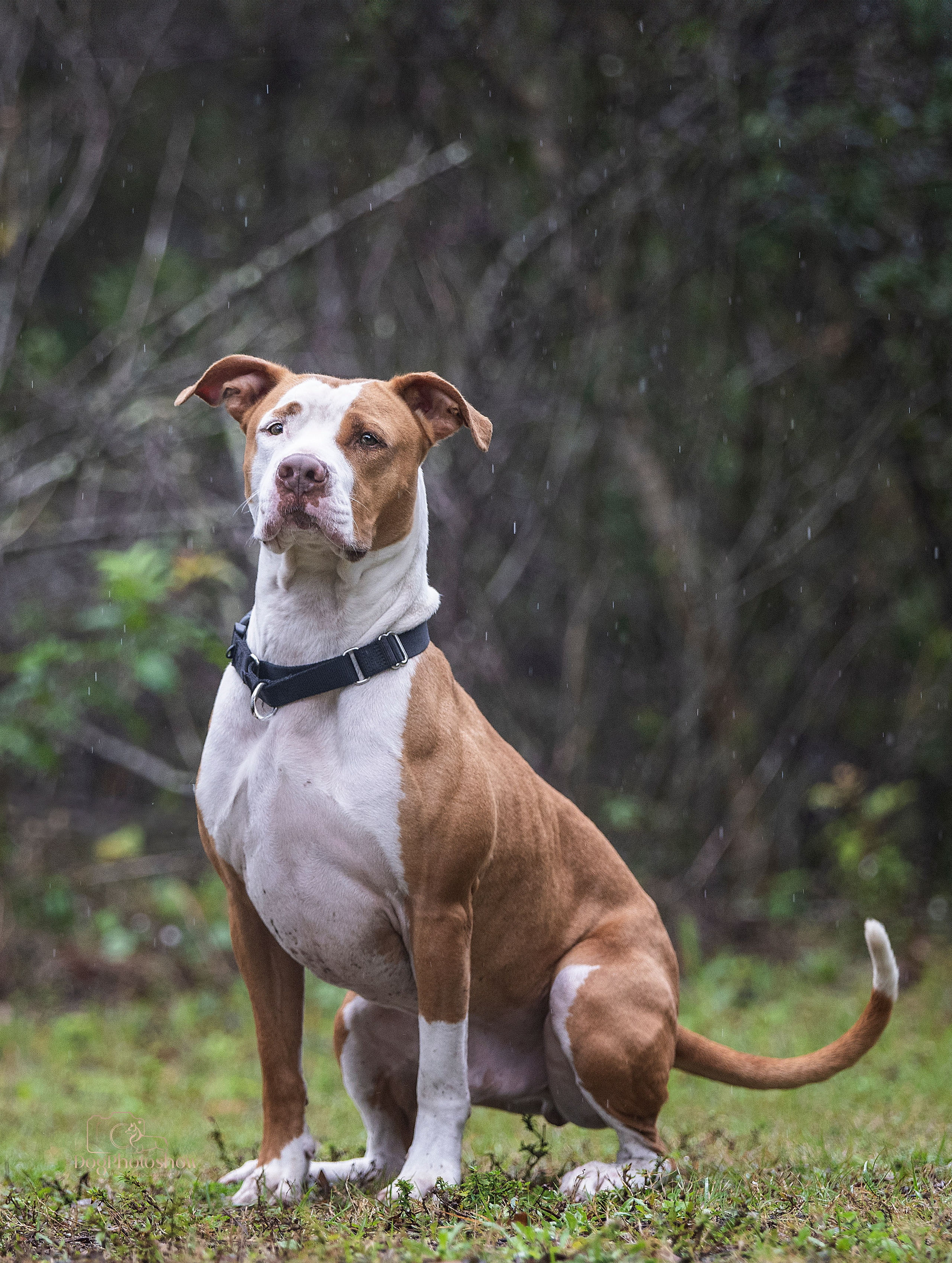 📸 6. Katerina Royter Pet Photographer North Florida