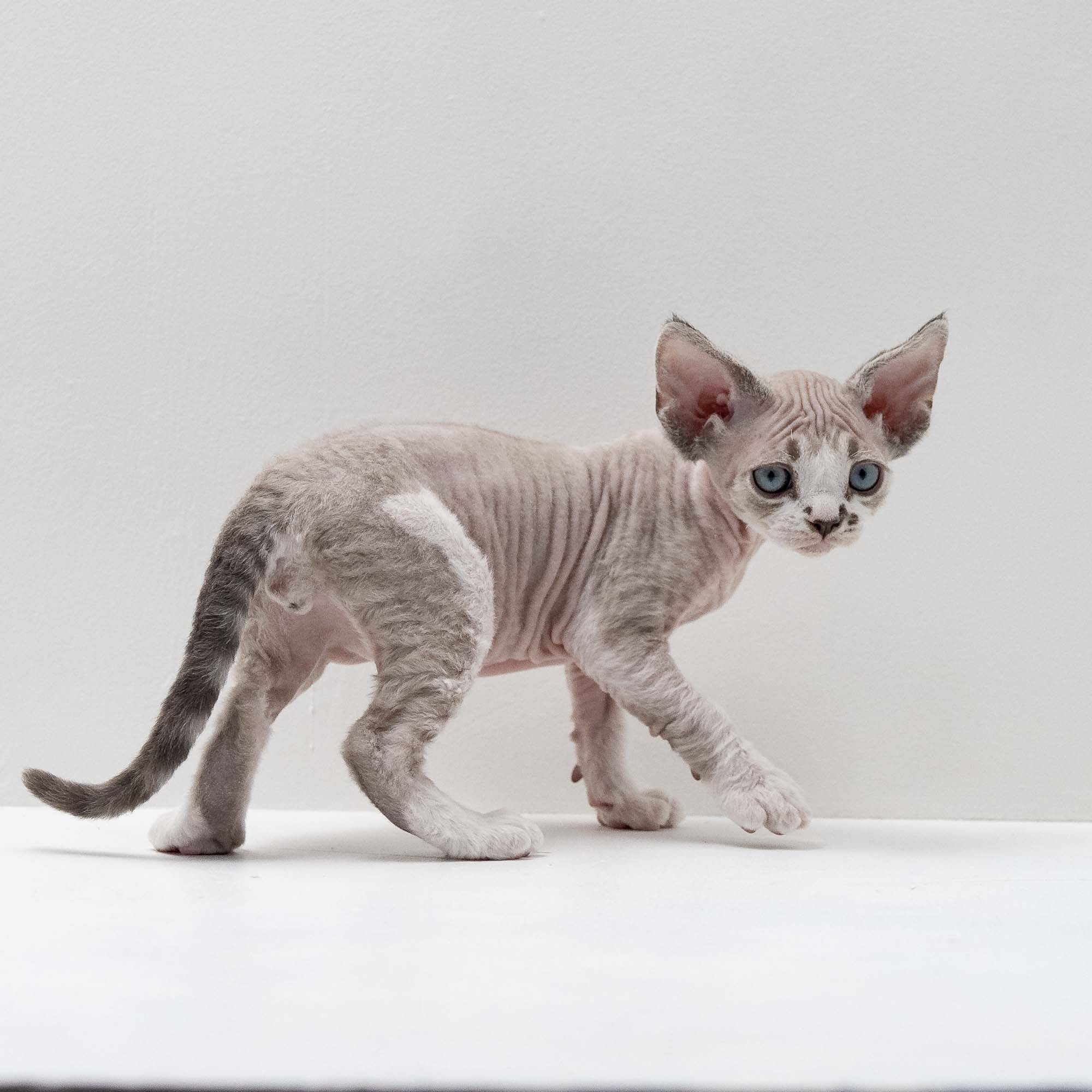 Frank, boy, born on 01.01.25. Devon Rex Pixie Cattery