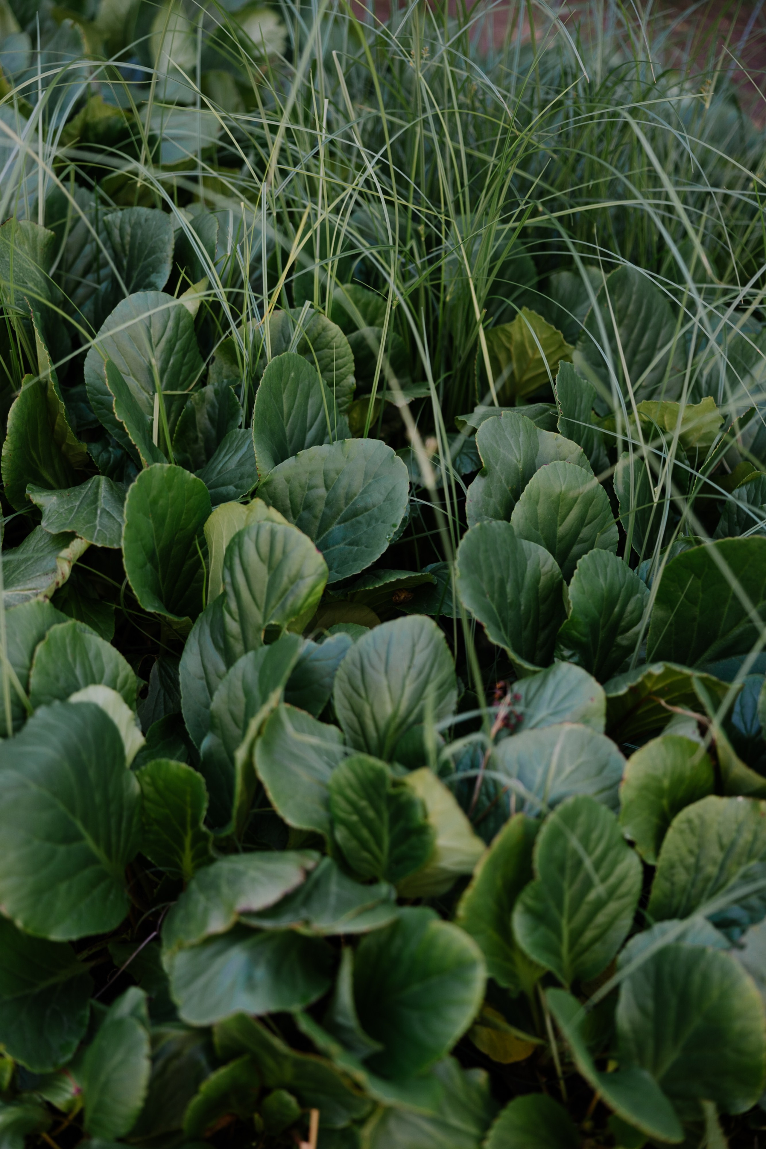 Melissa&Obaid. Wedding photographer Italy