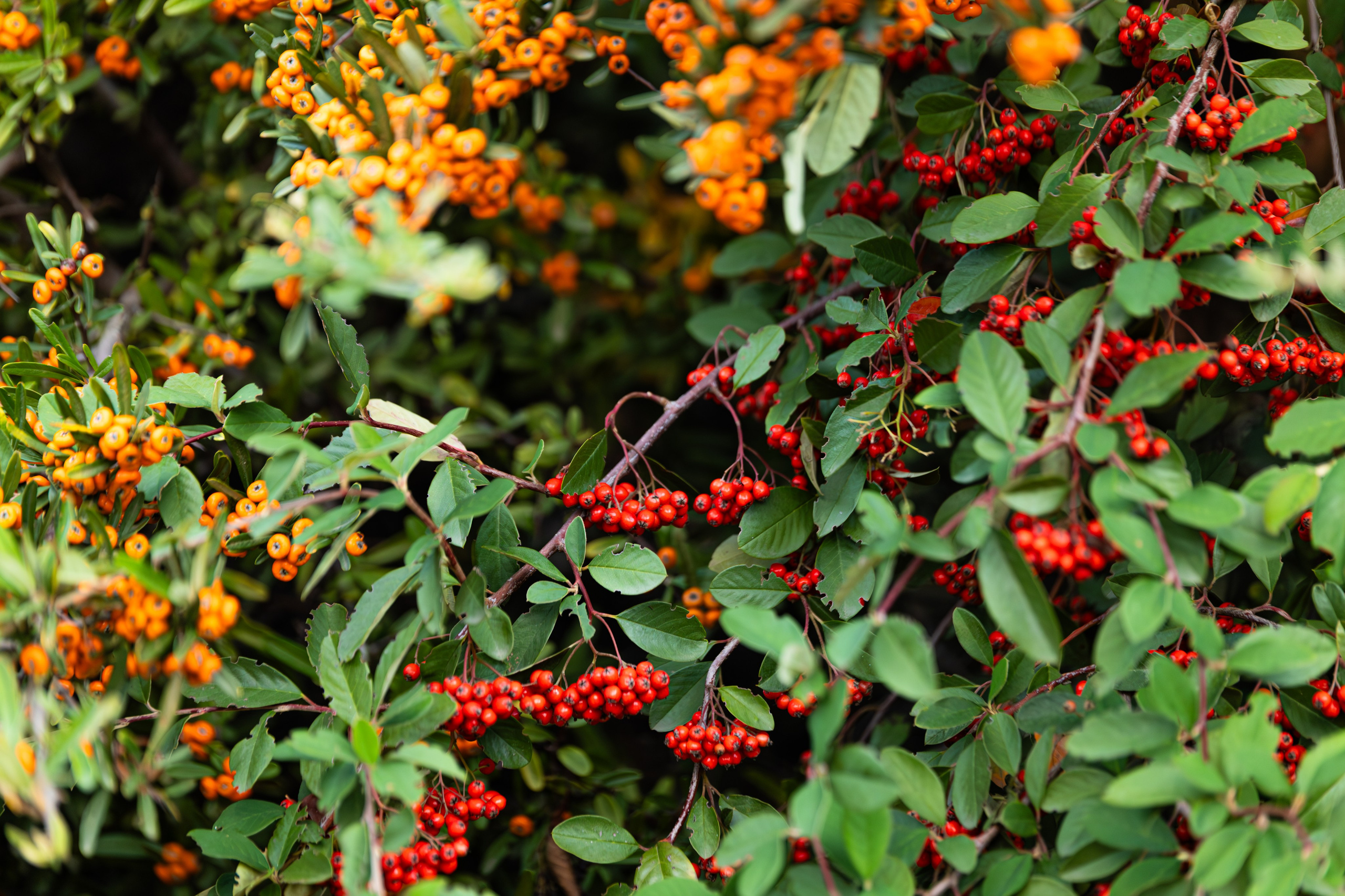 Пинамар. Фотограф в Буэнос-Айресе