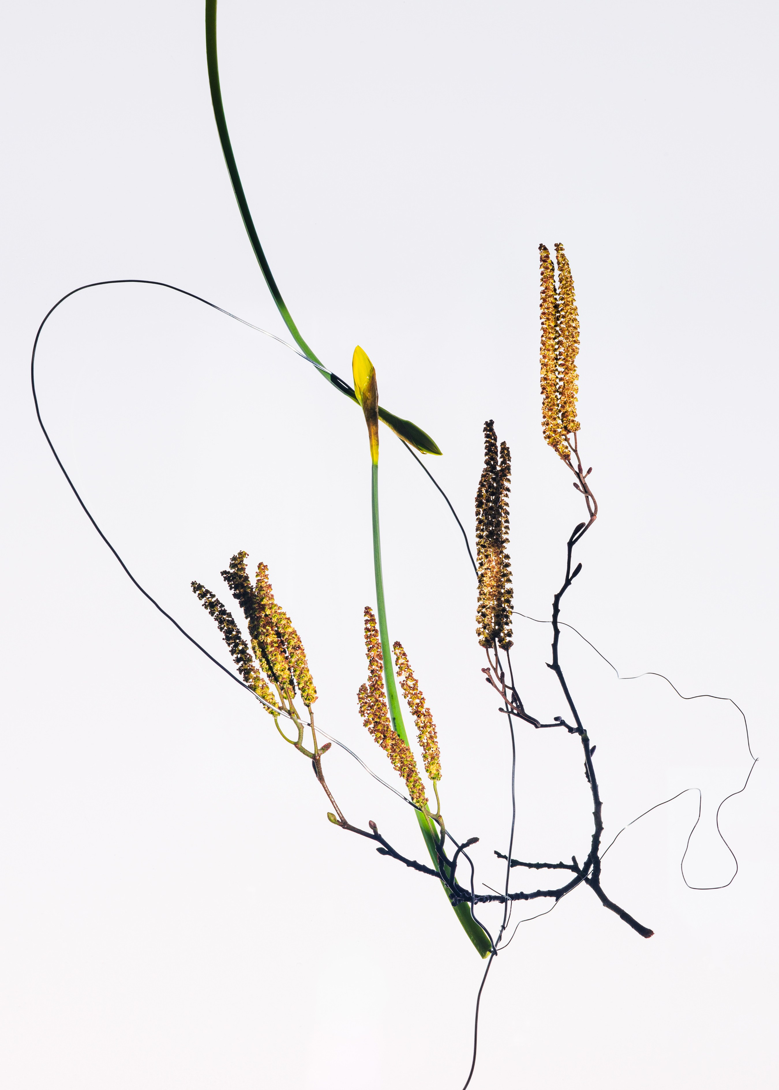Tethered. Marina Tsaregorodtseva Fine Art photographer, London