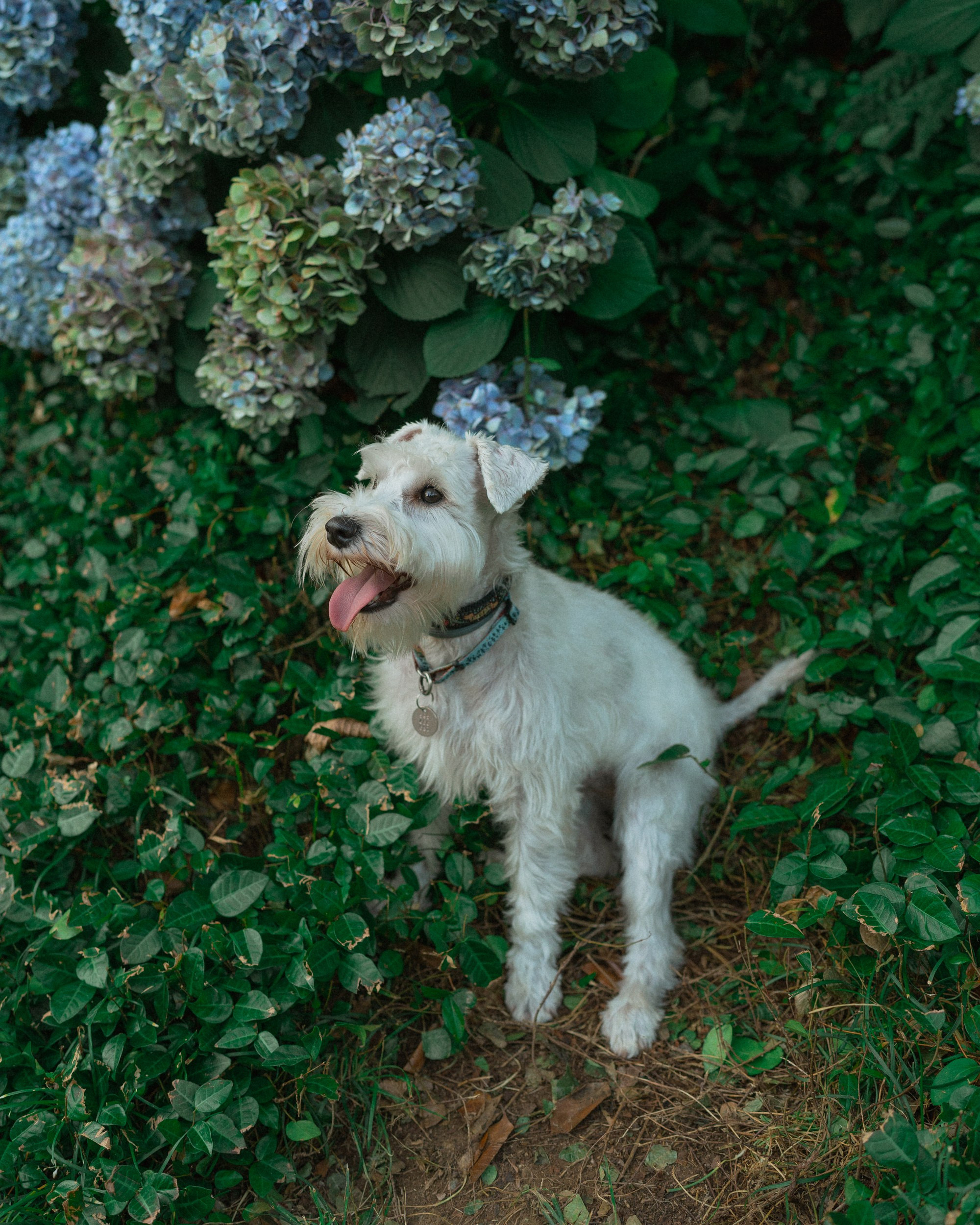 Ольга и Халва. Индивидуальный и свадебный фотограф в Батуми Валерия Азаренко