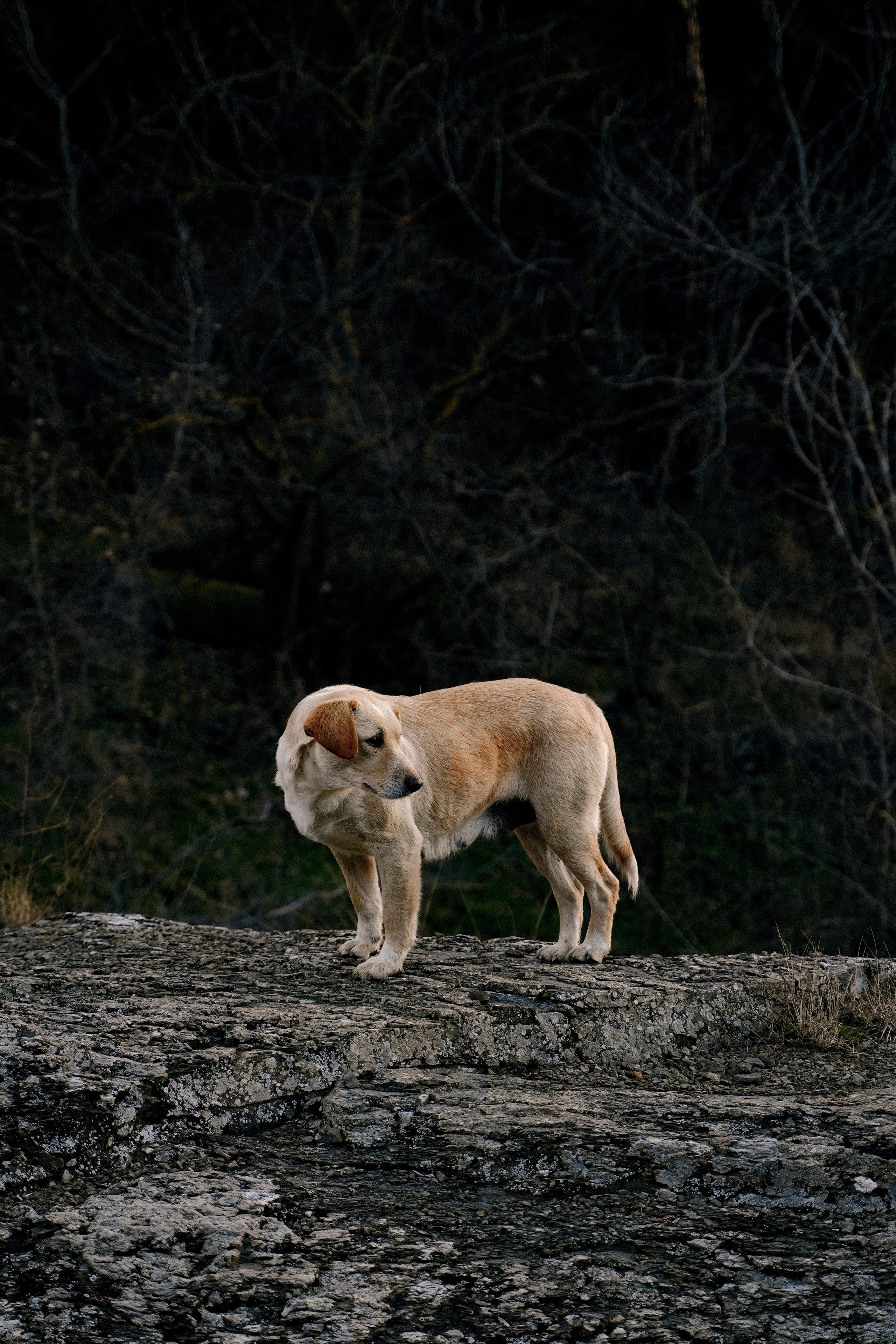 ТБИЛИСИ 2023-2024. Стрит-фотография, полная абсурда, идиотизма и красоты