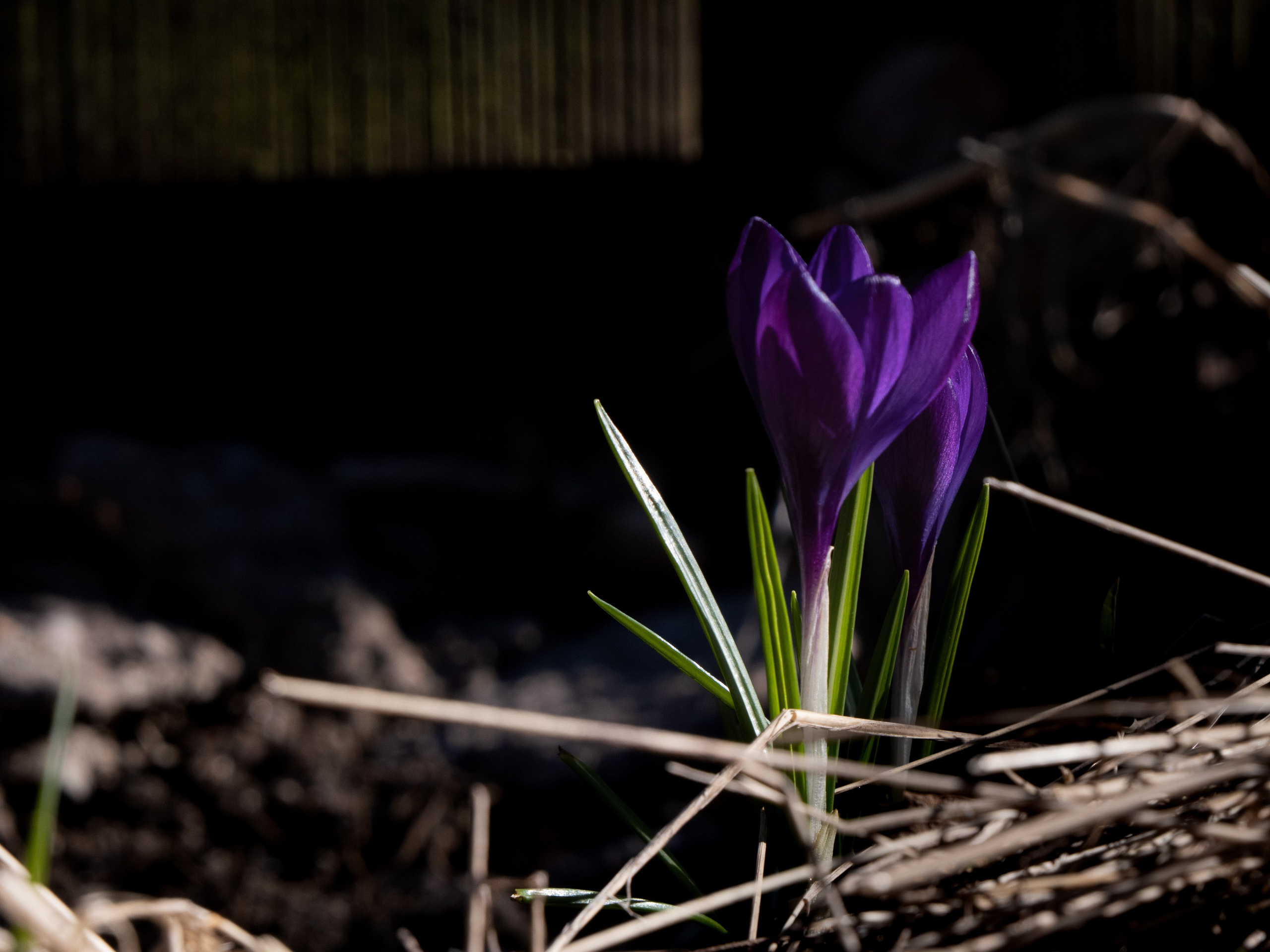 Portfolio. Photographer in Sotenäs municipality. Fotograf i Sotenäs kommun