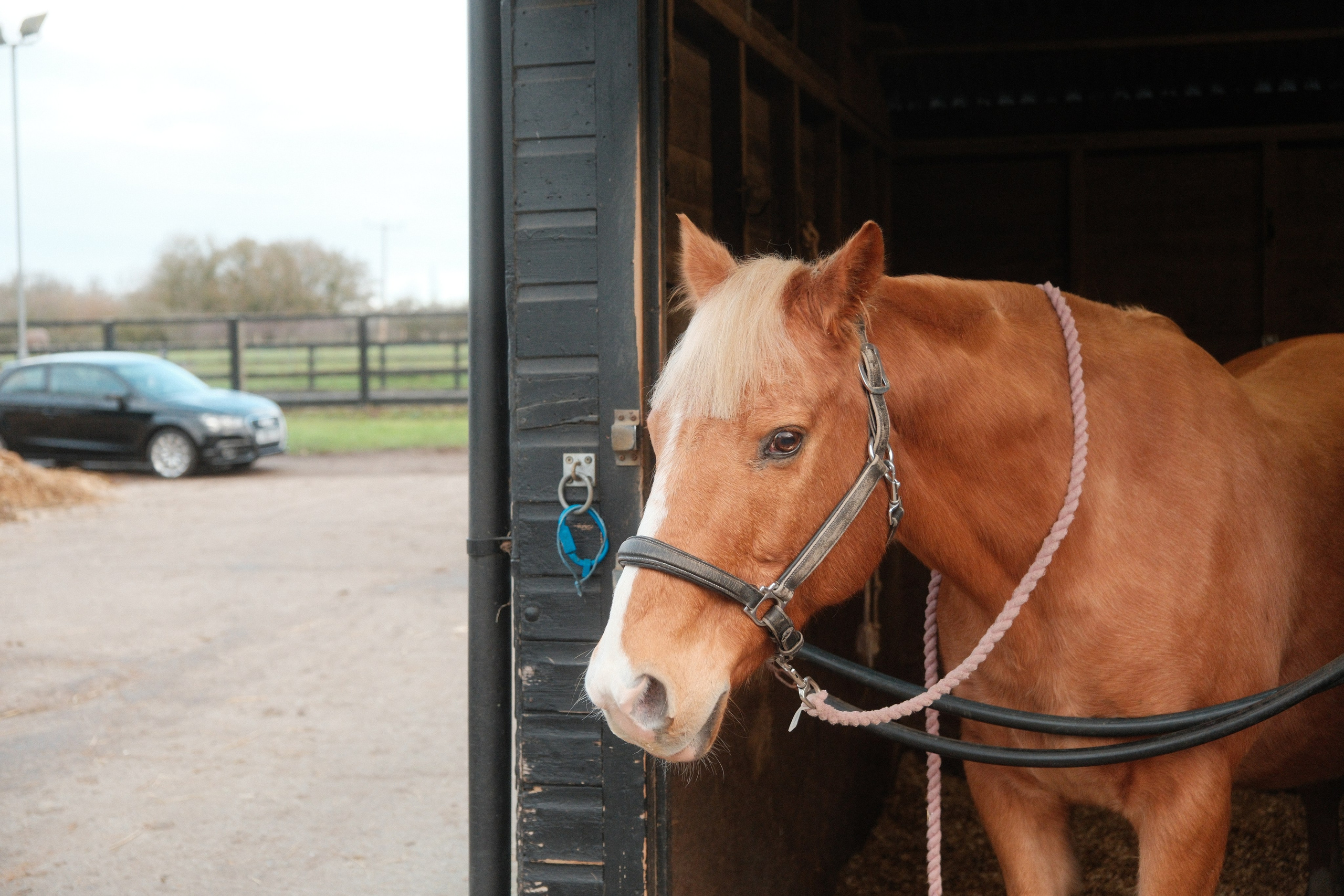 Portrait photography with Fudge the horse. Cal Takes Photos
