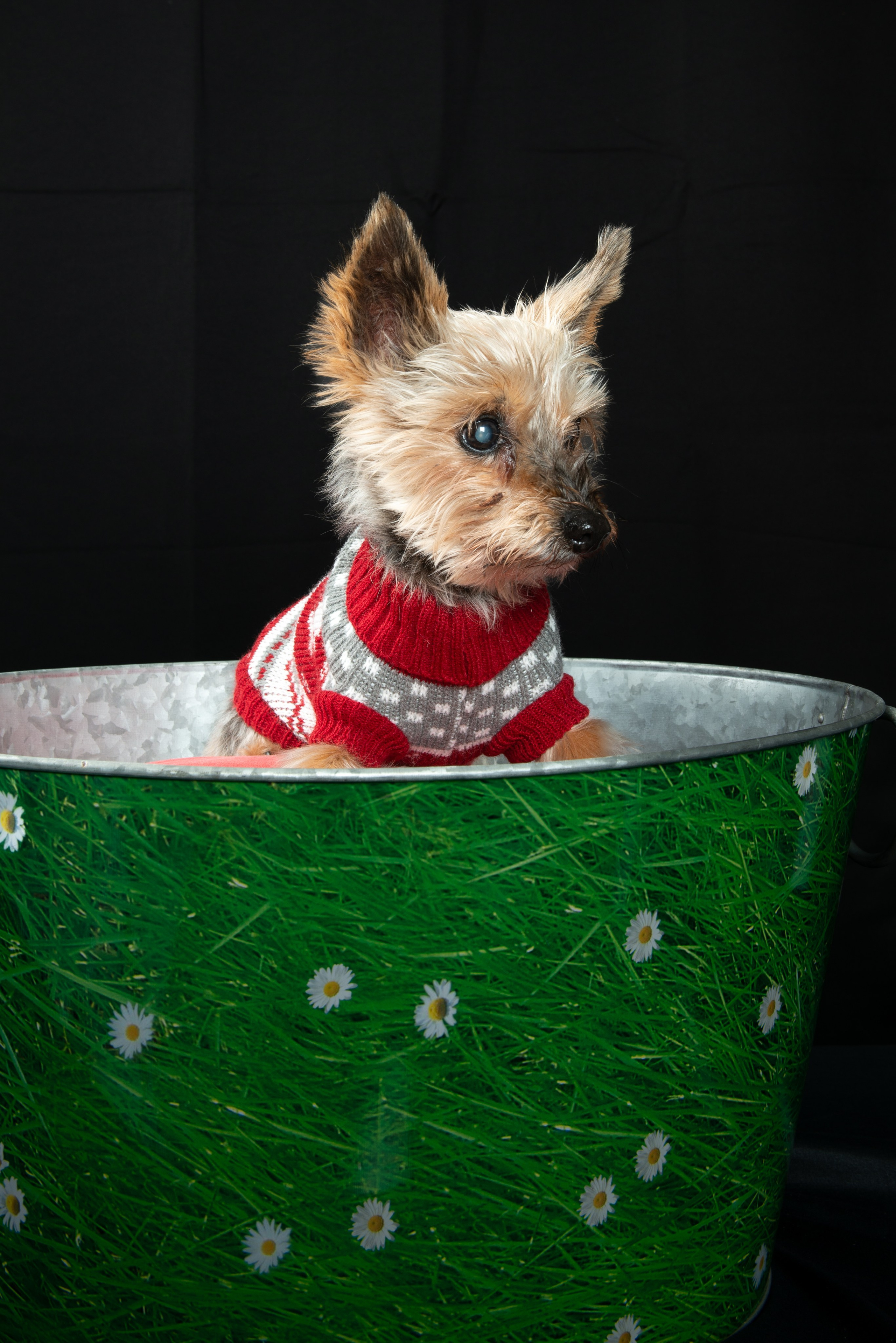 Sesiones fotográficas con mascotas en Gran Canaria | Migui Expressive