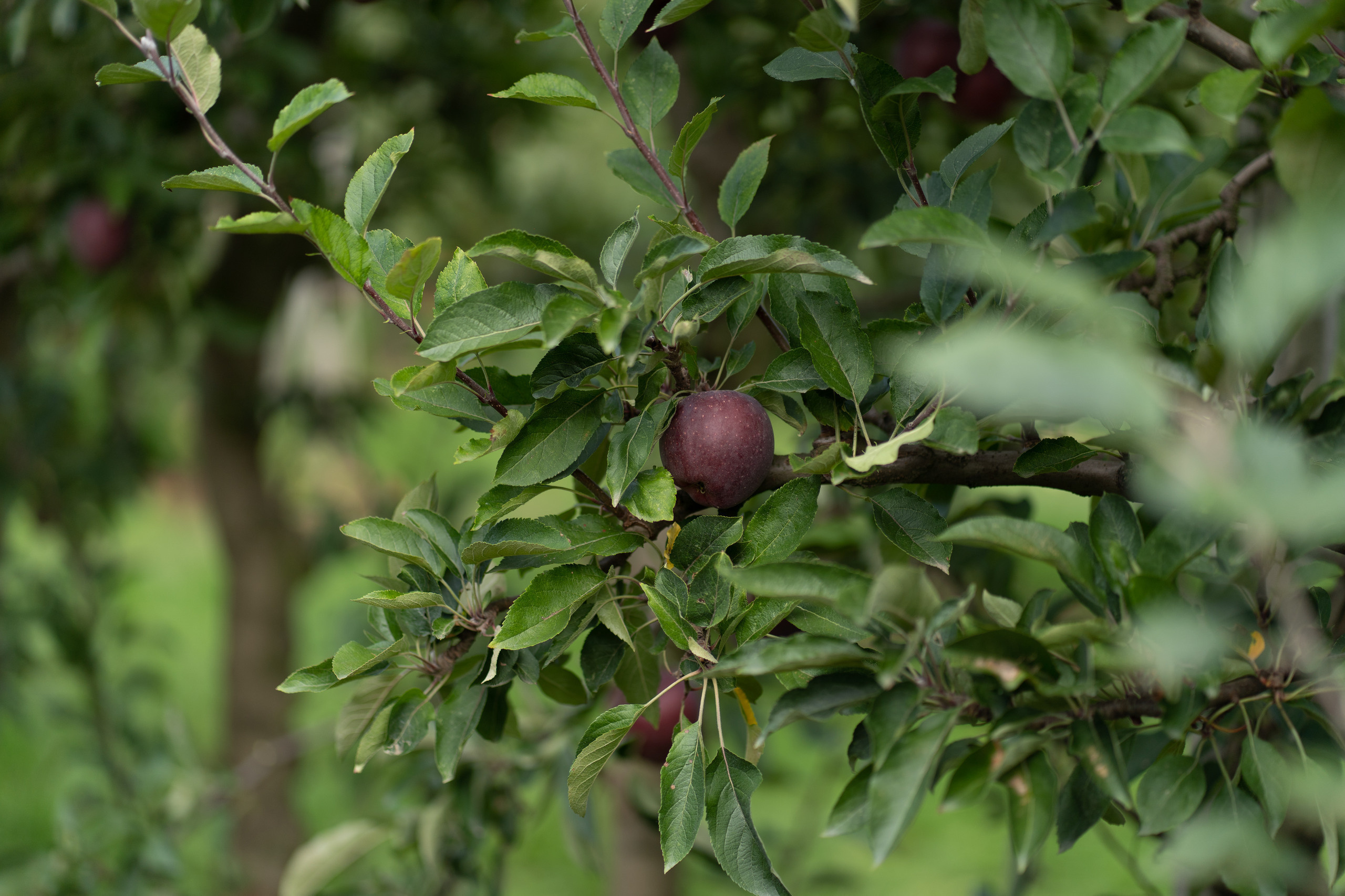 Feedback. Photographer in Paris, shootings in Paris