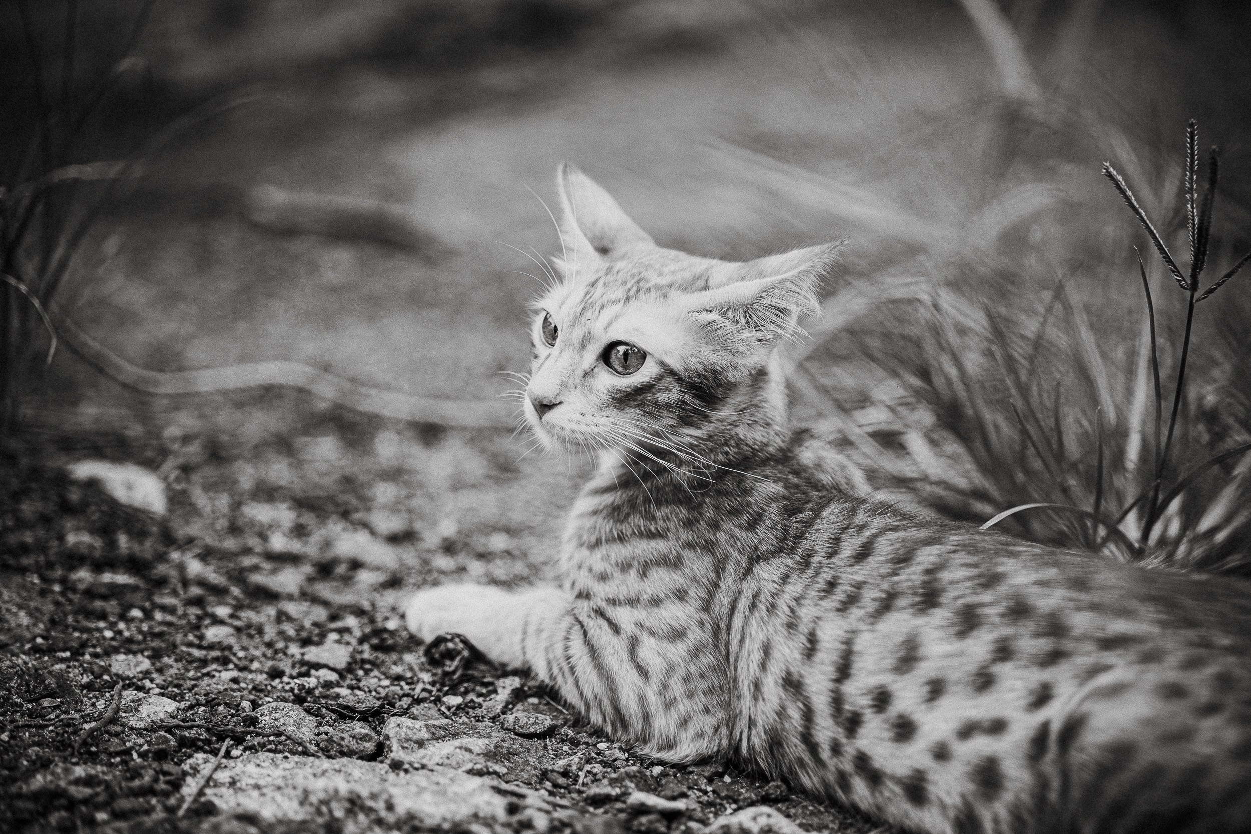 Pet photography. Portrait Photographer in Bangalore | ONEIRO by Anbu Jawahar