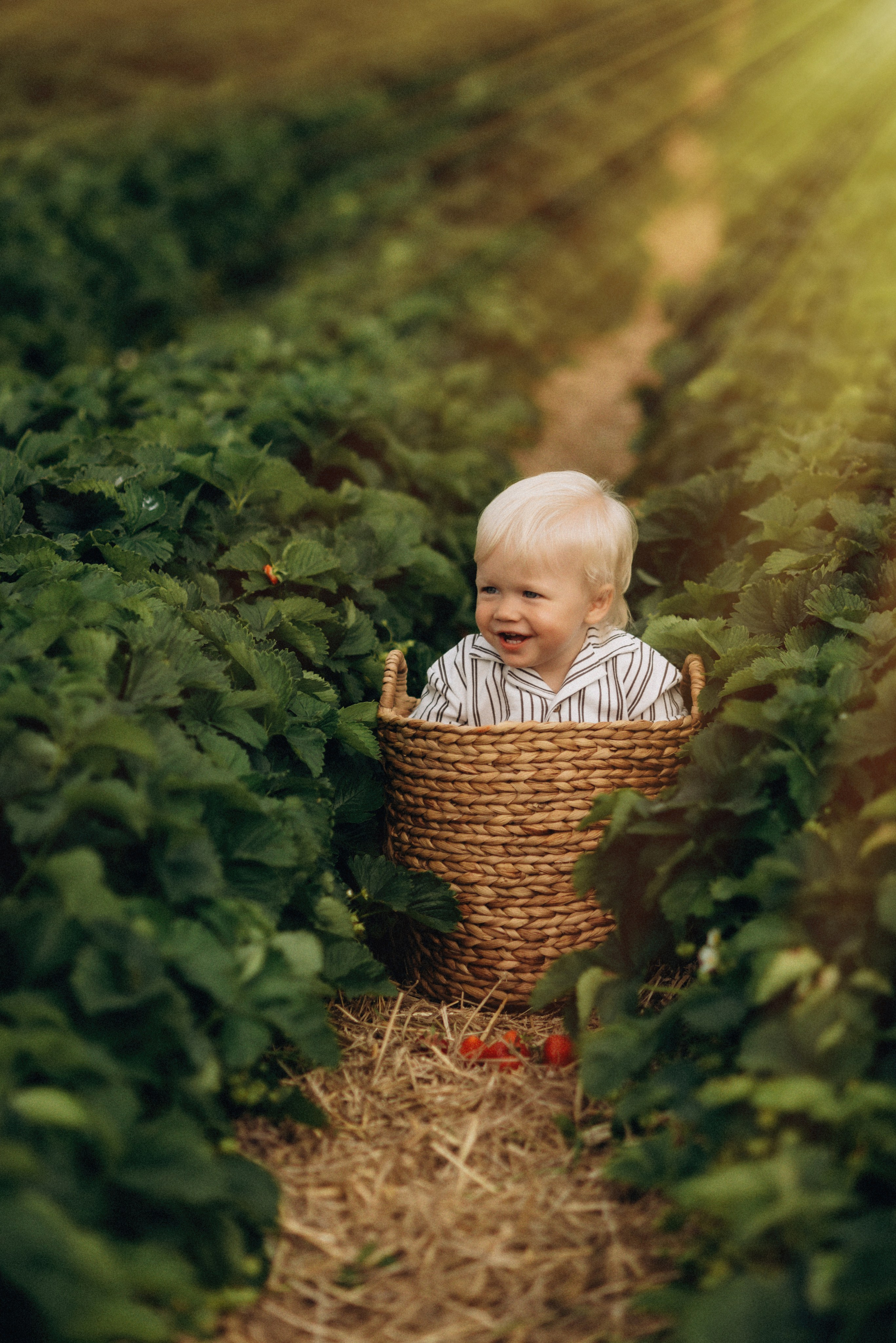 Семейная фотосессия в клубнике. Семейный фотограф Лейпциг, Германия