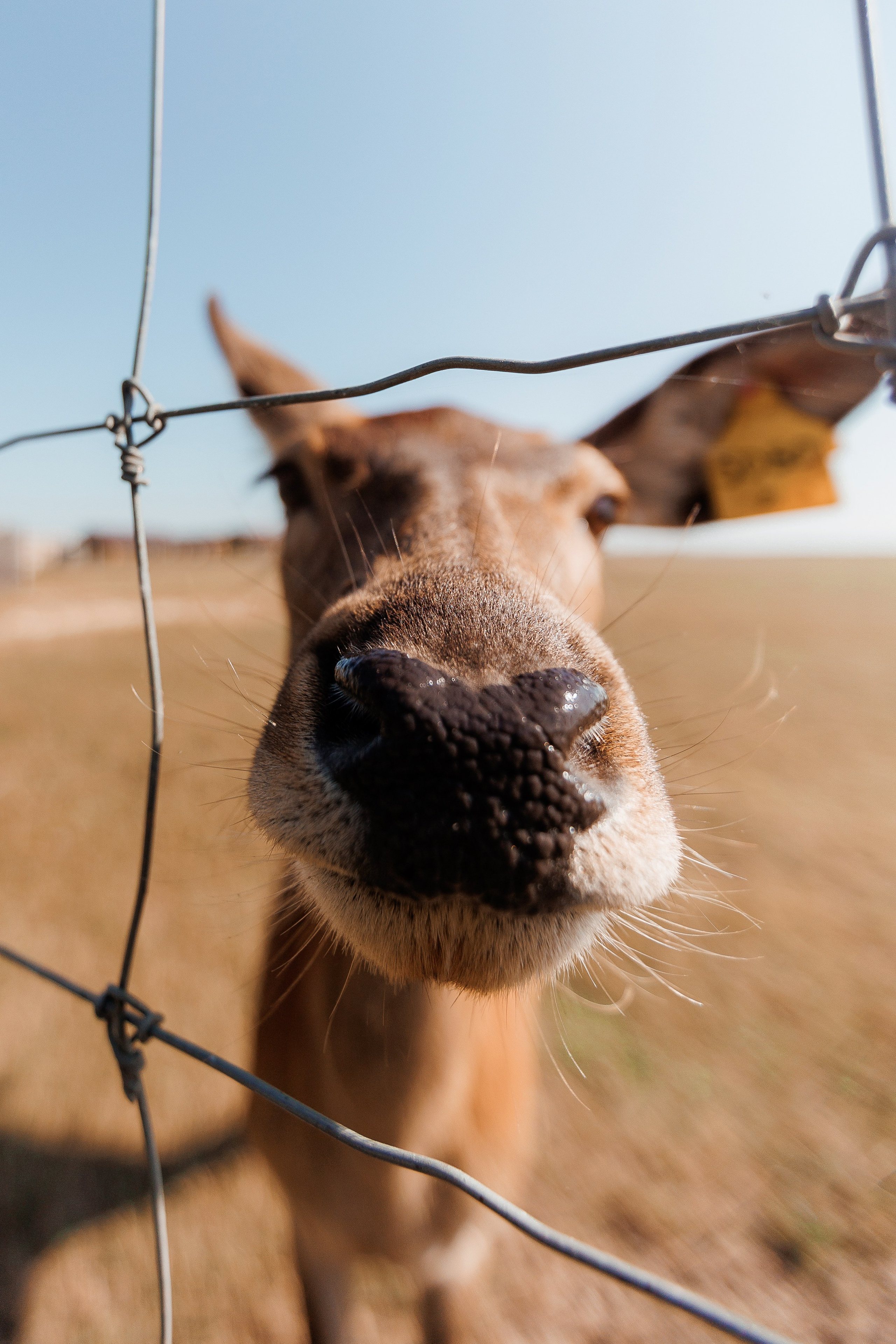 Екопарк Аміла. Ірина Терещук