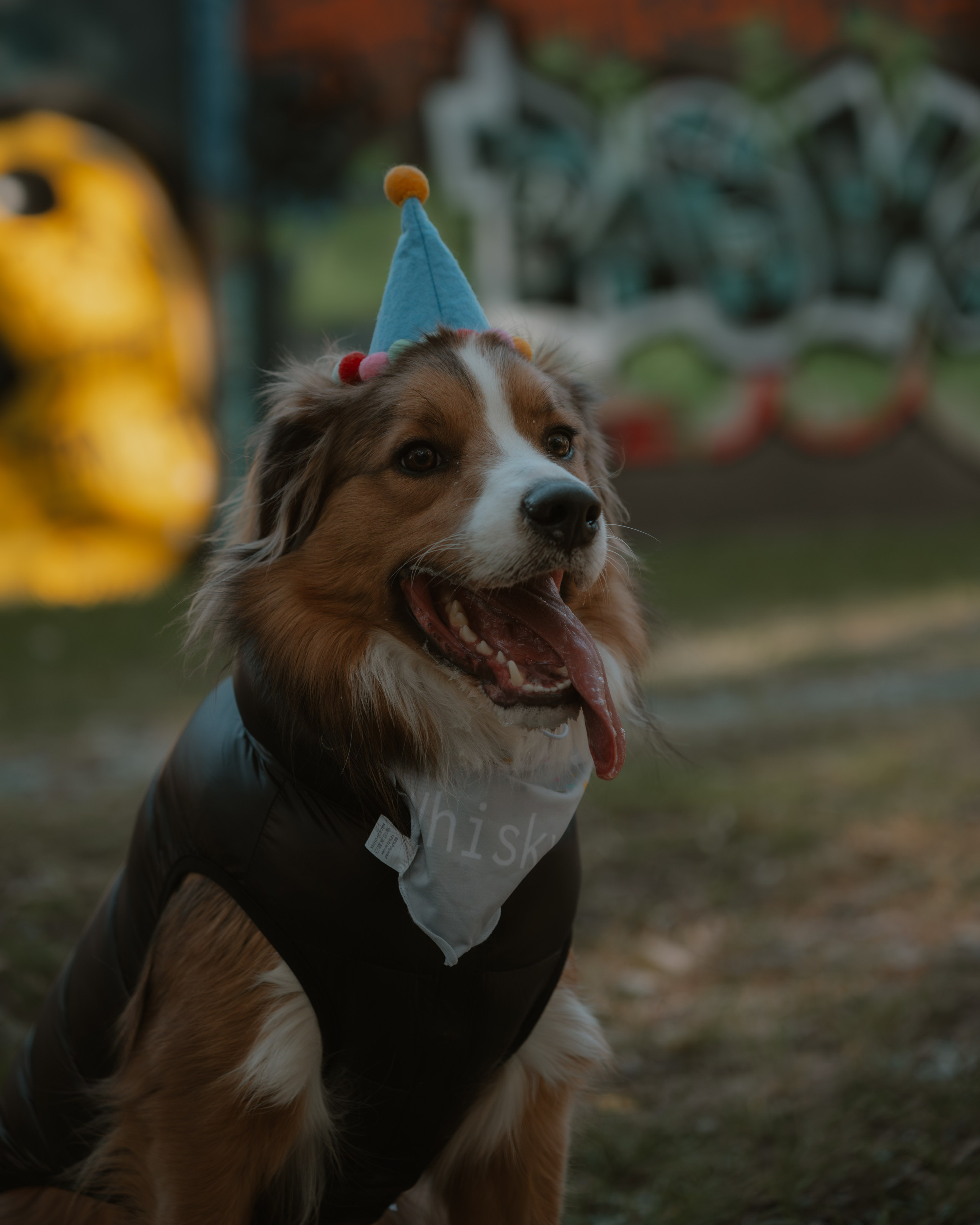 Pet — BorderColie. JS Photoshoot | Family, Events & Pet Photographer in Brisbane