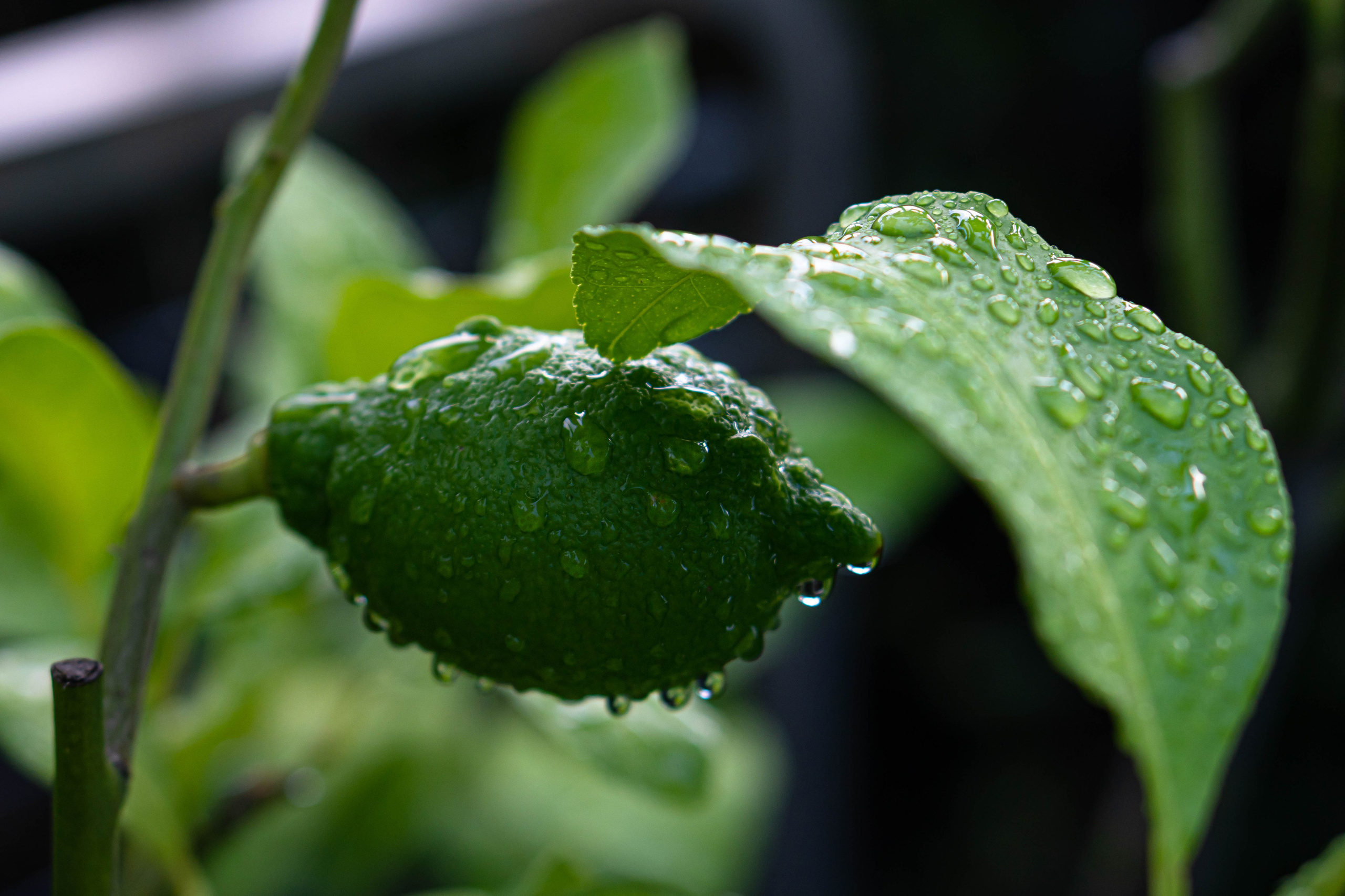 Bocetos. Alba del Norte Studio