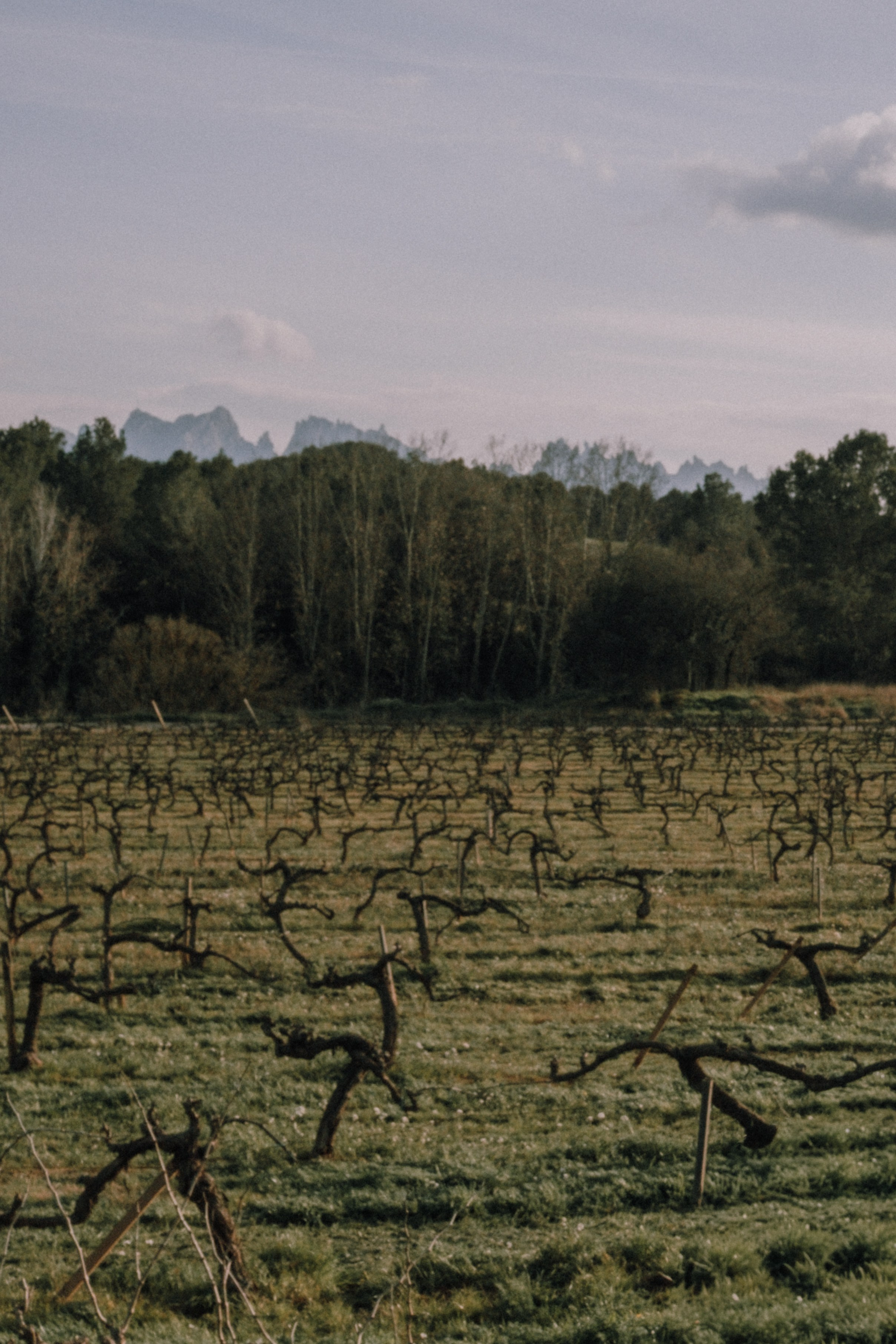 Sesión familiar en el bosque. Fotografía profesional en Calafell - Elena Medvedeva