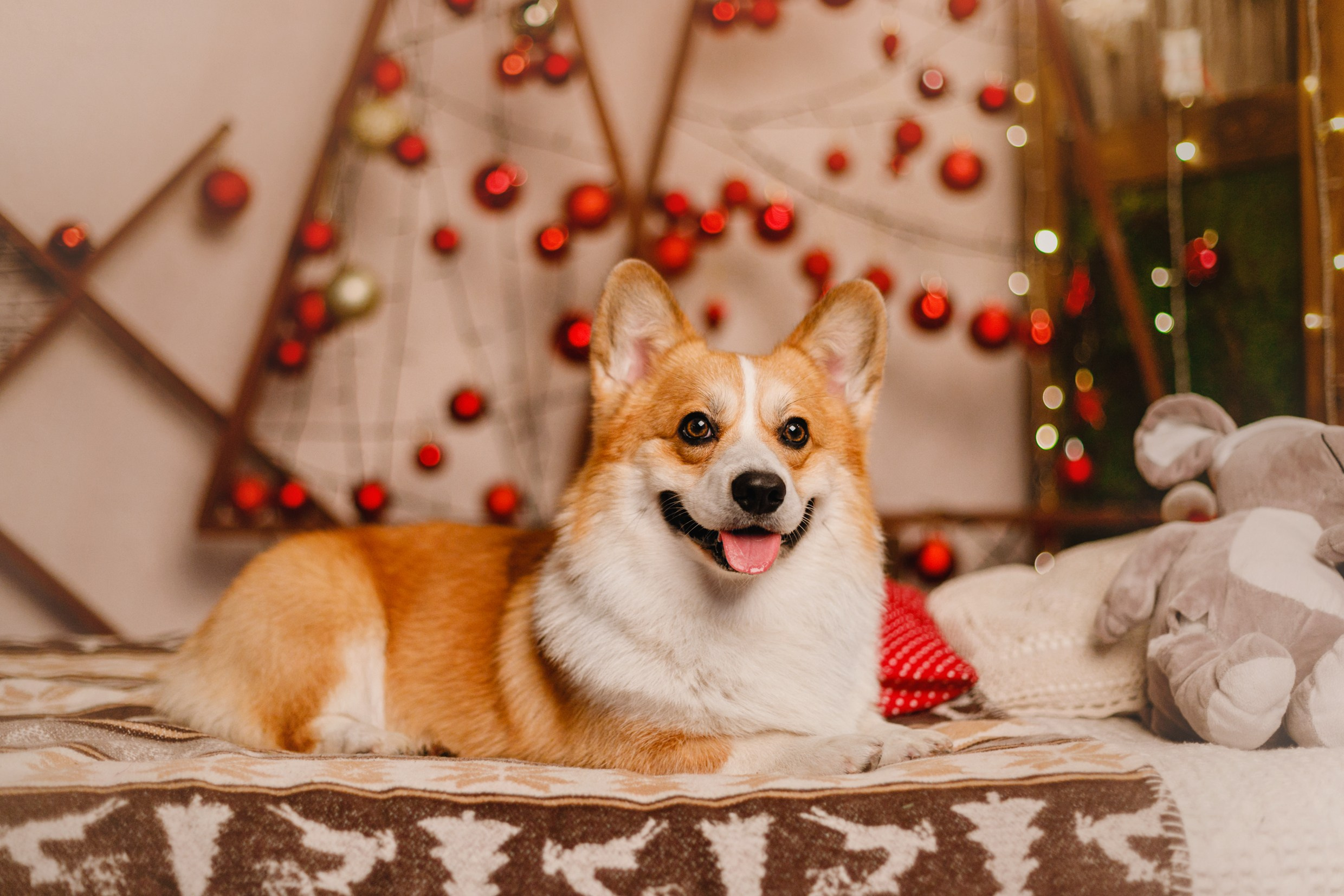 New Year corgis in studio. Kaja | fotograf we Wrocławiu | ludzie i psy