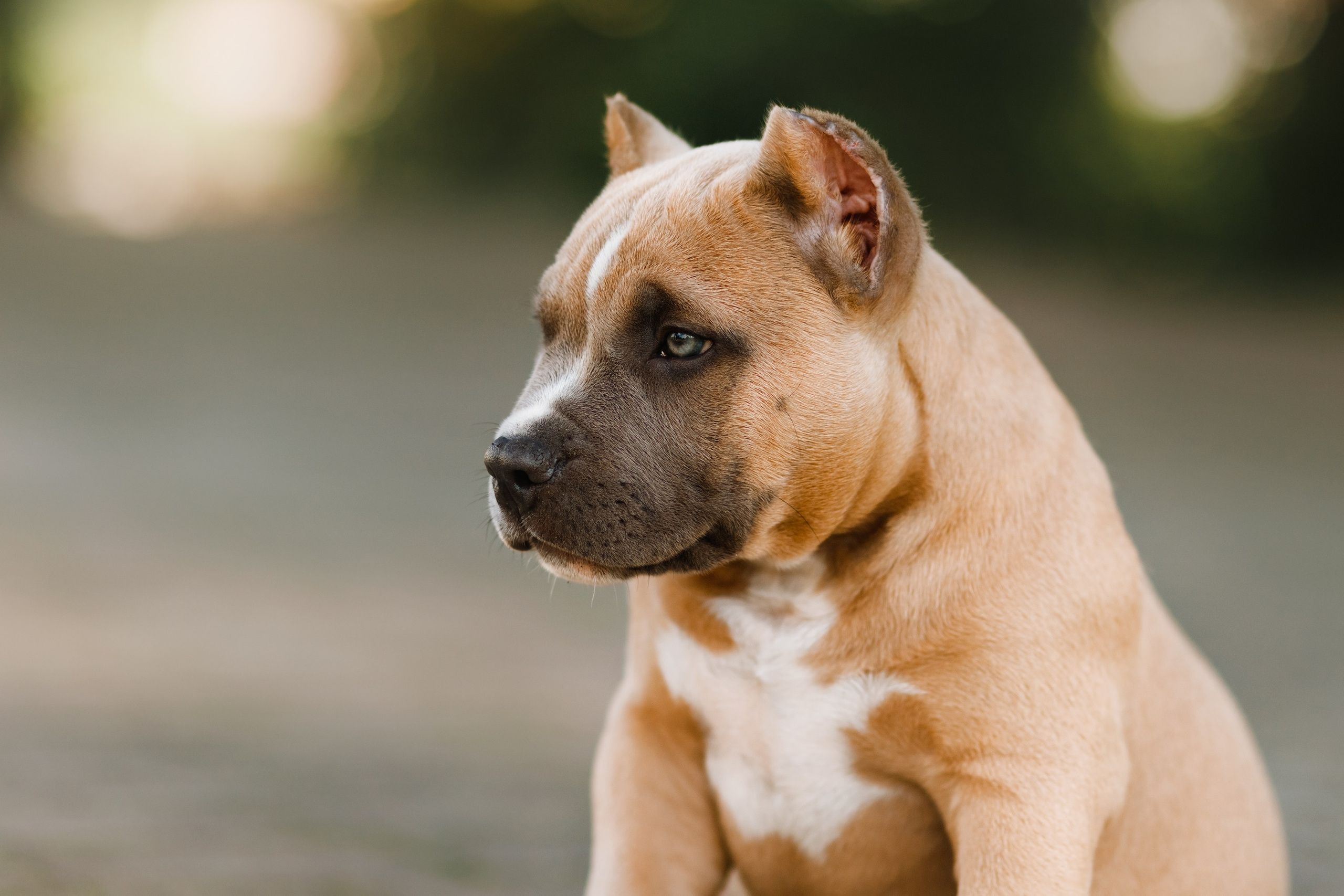 Bullie puppies. Kaja | fotograf we Wrocławiu | ludzie i psy