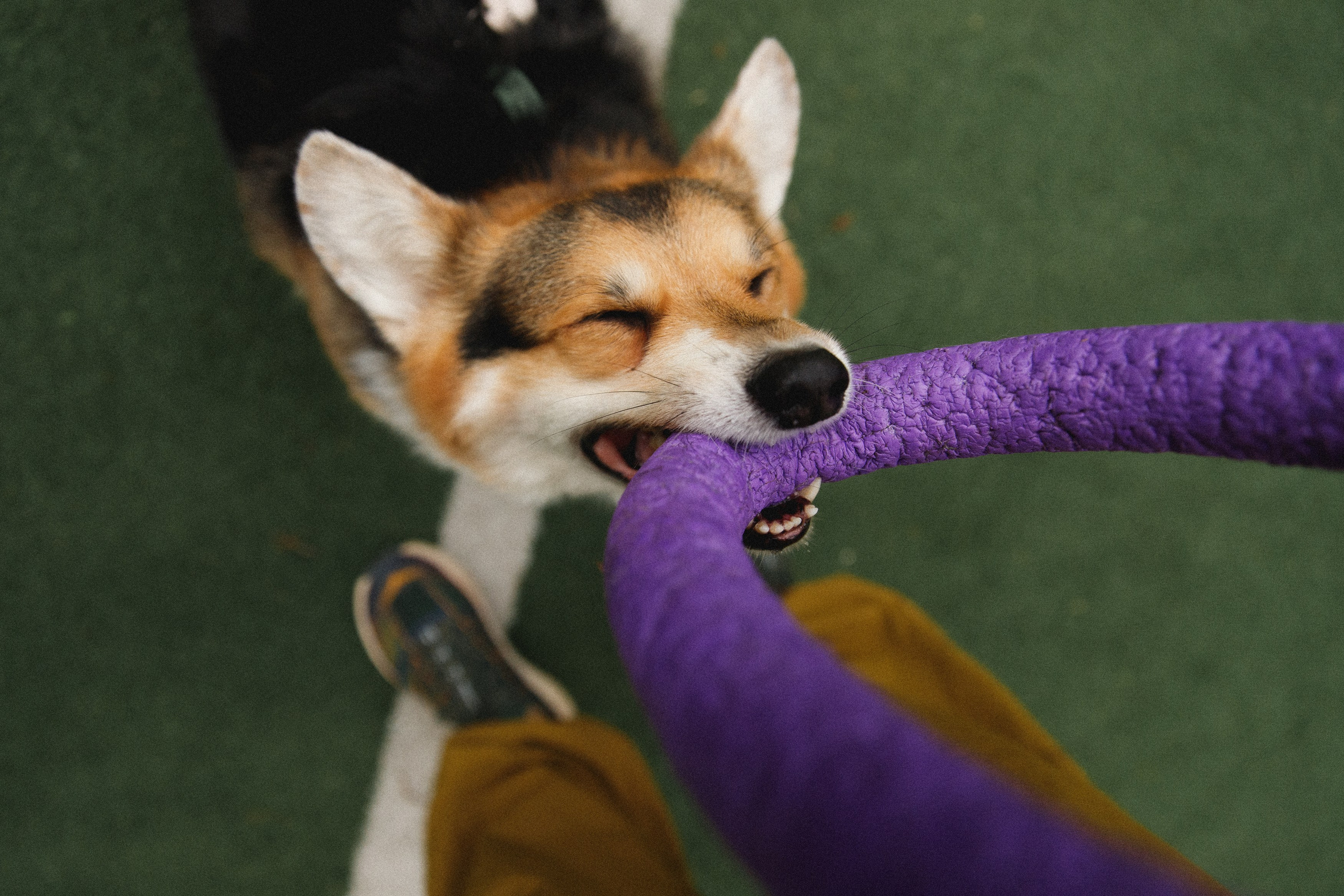 Sasha & Leonid. Kaja | fotograf psów we Wrocławiu